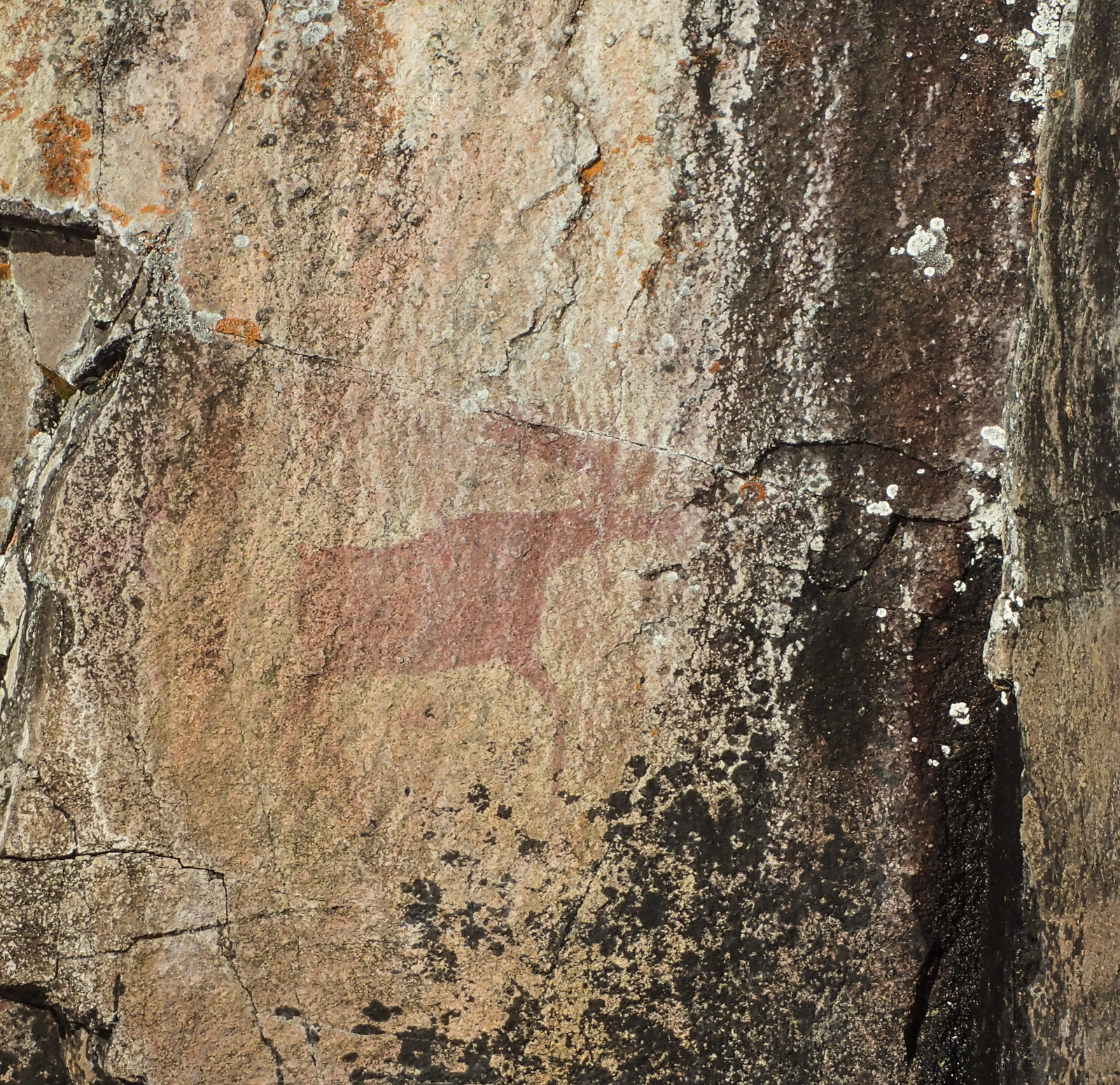 Moose rock painting