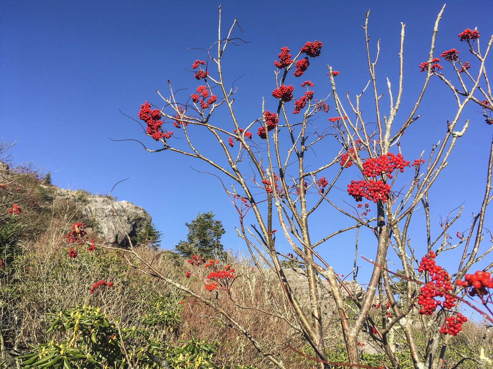 Mountain Ash against sky