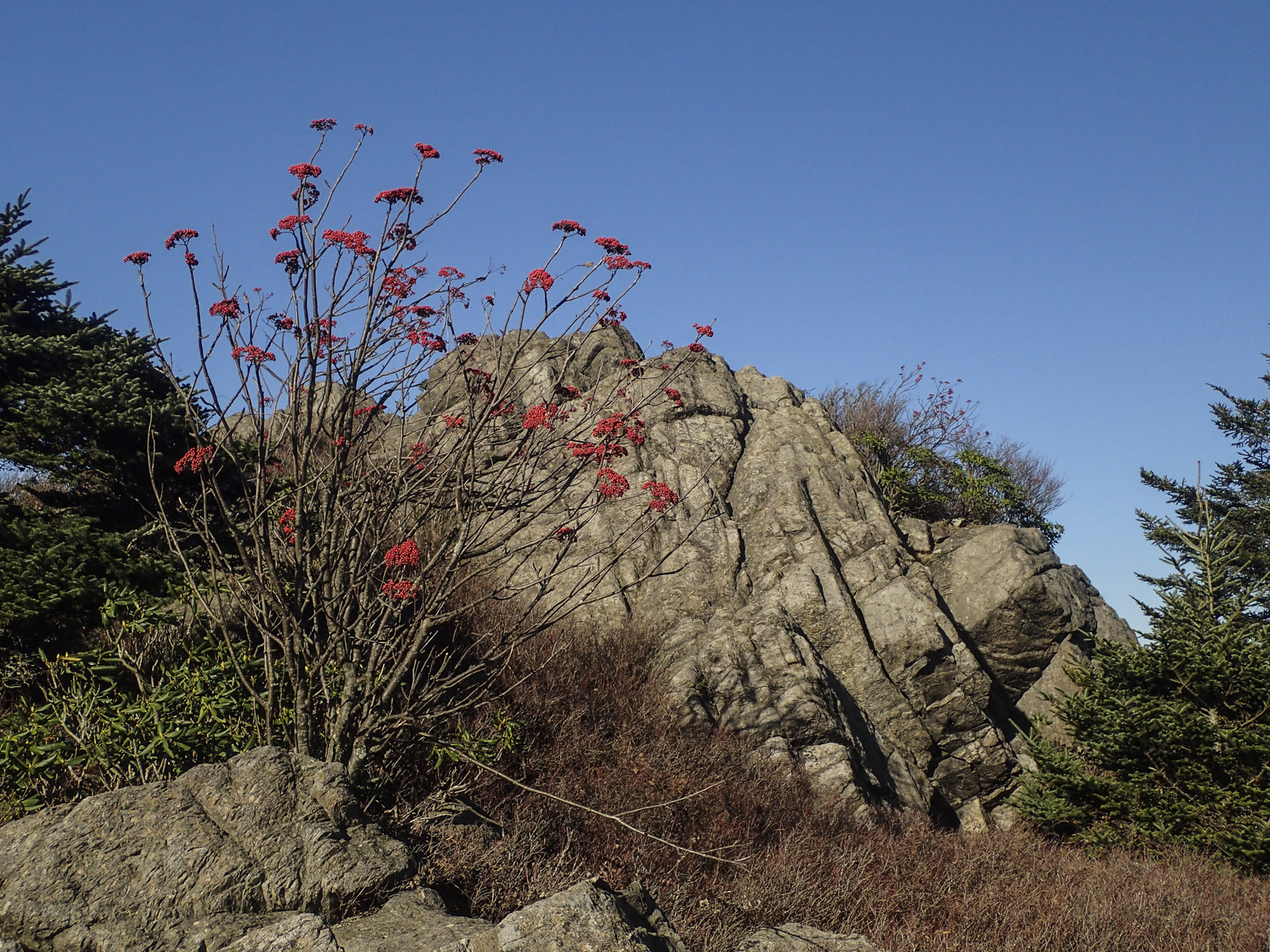 Mountain Ash and boulder