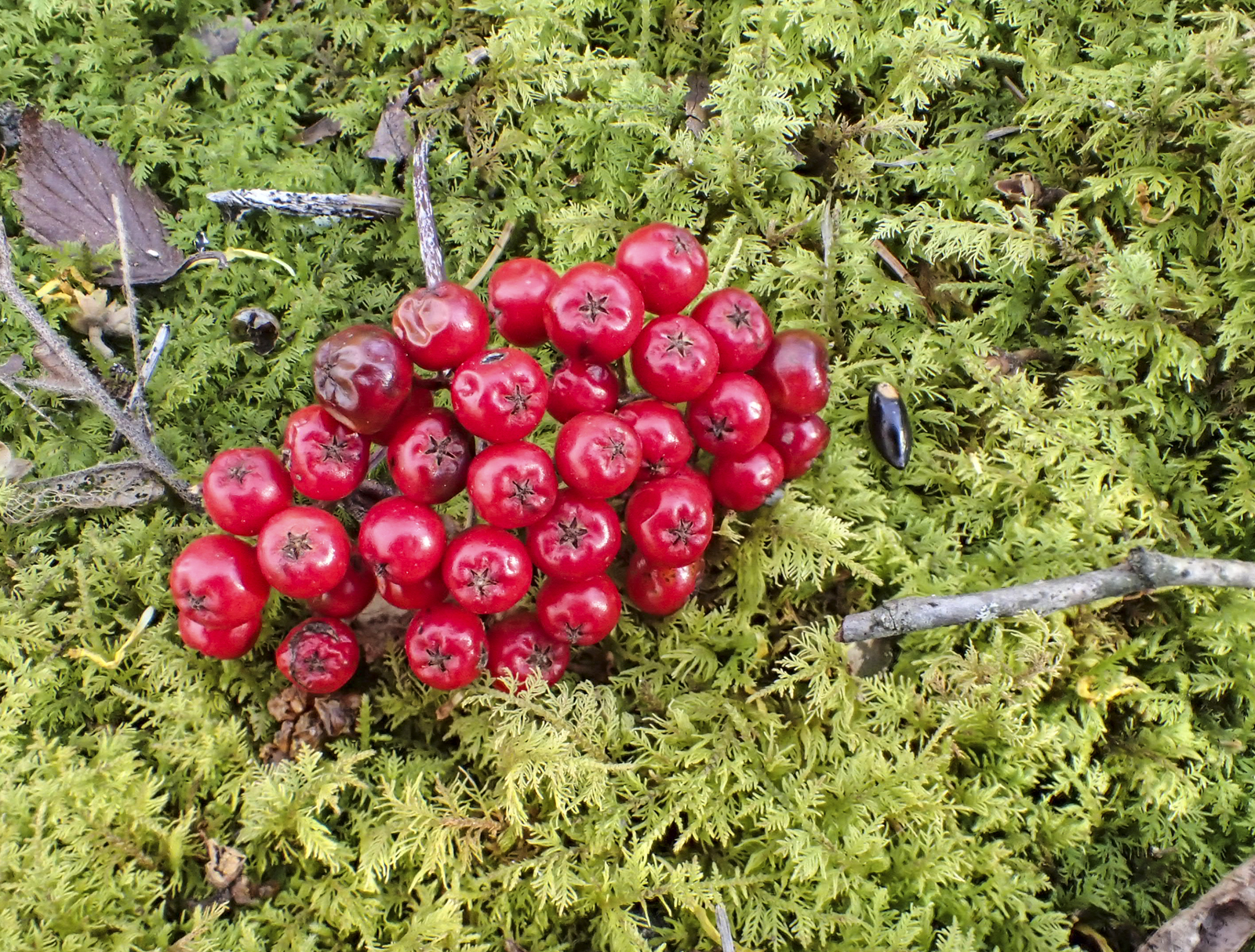 Mountain ash berries on moss