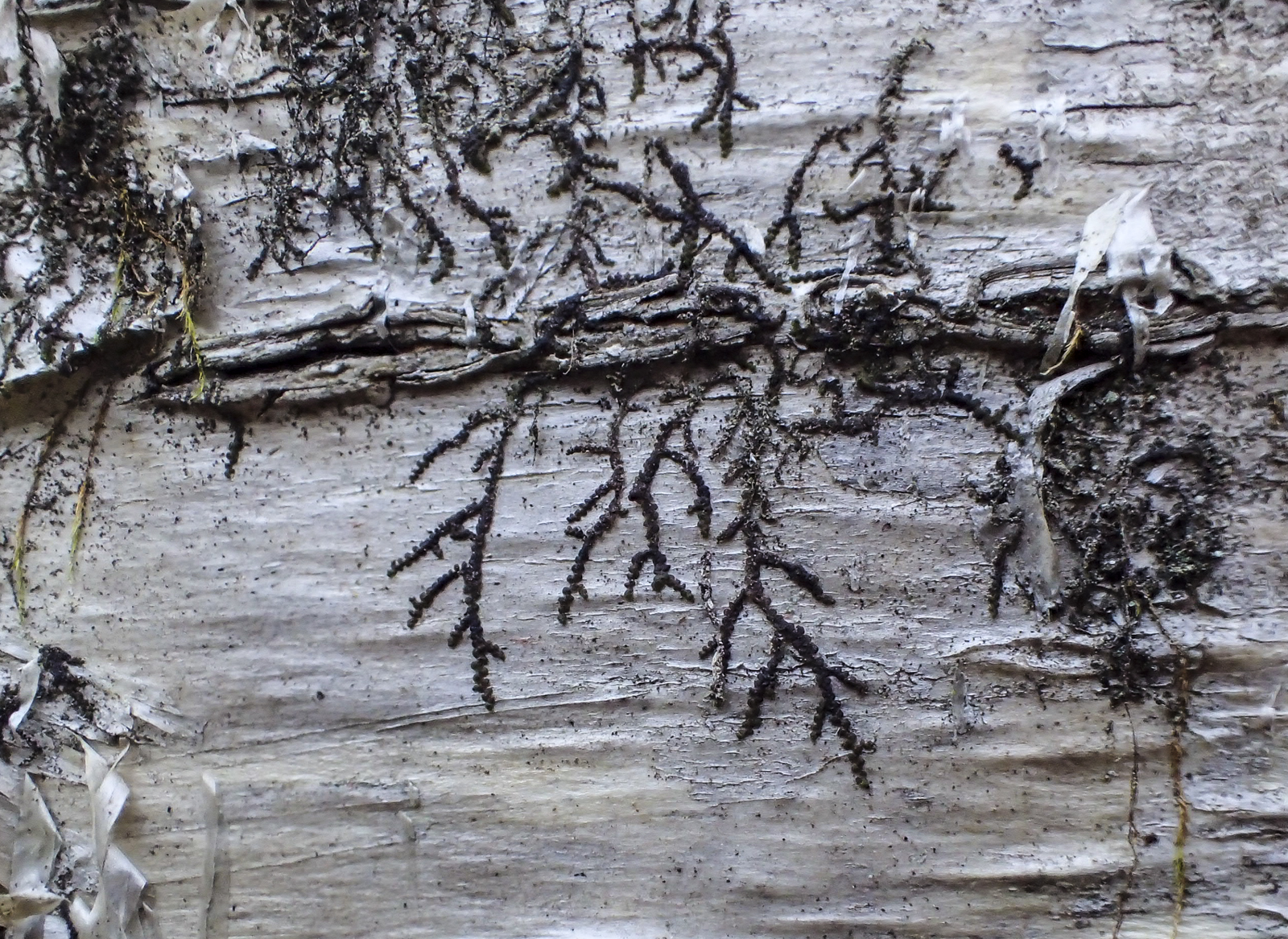 patterns of moss growth on birch bark
