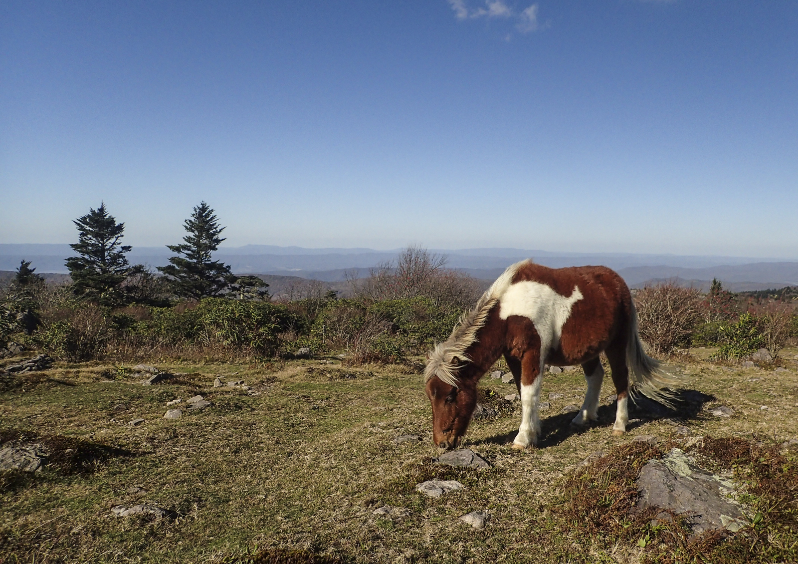 Pony near Rhododendron Gap