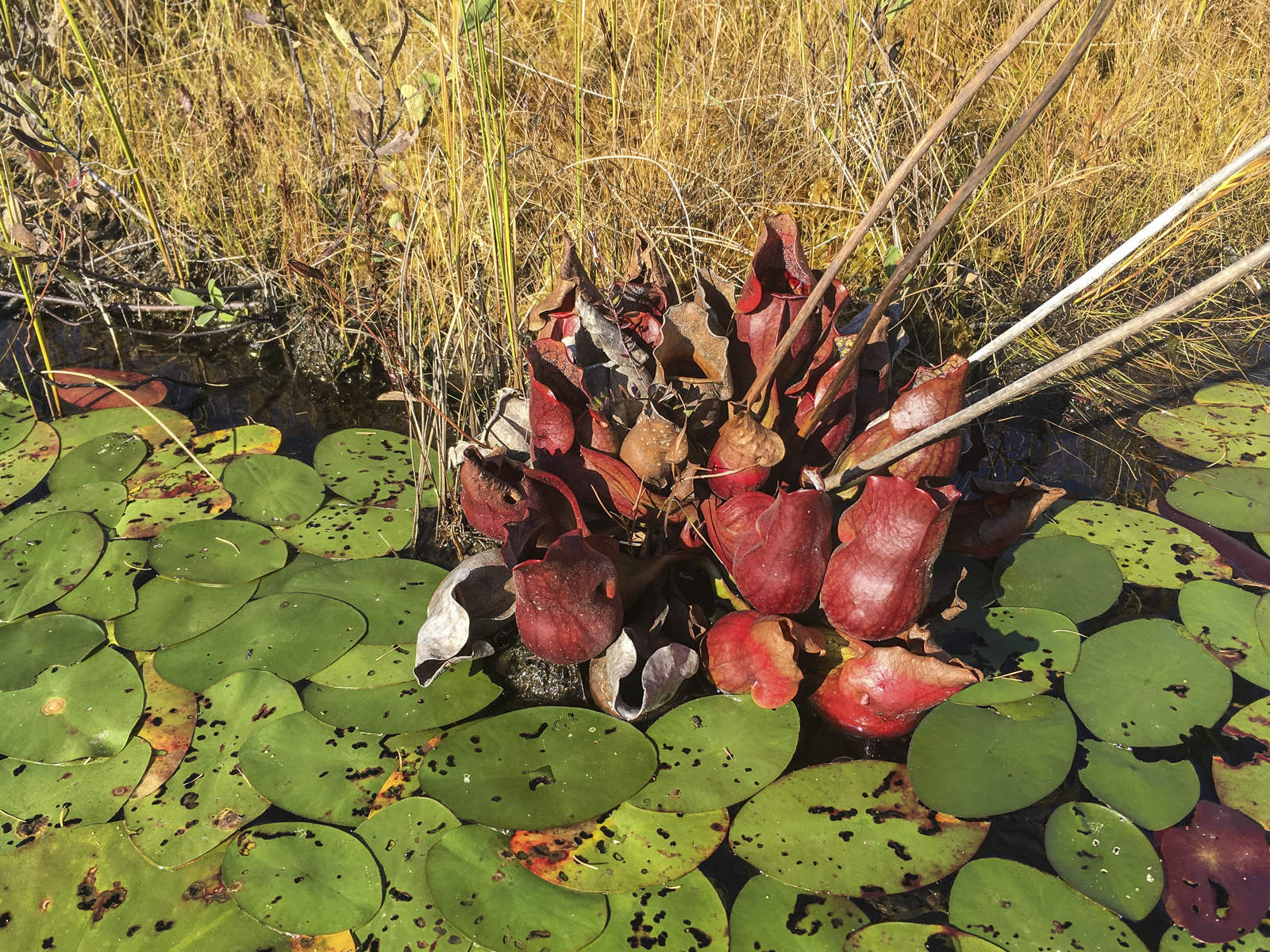 purple pitcher plants