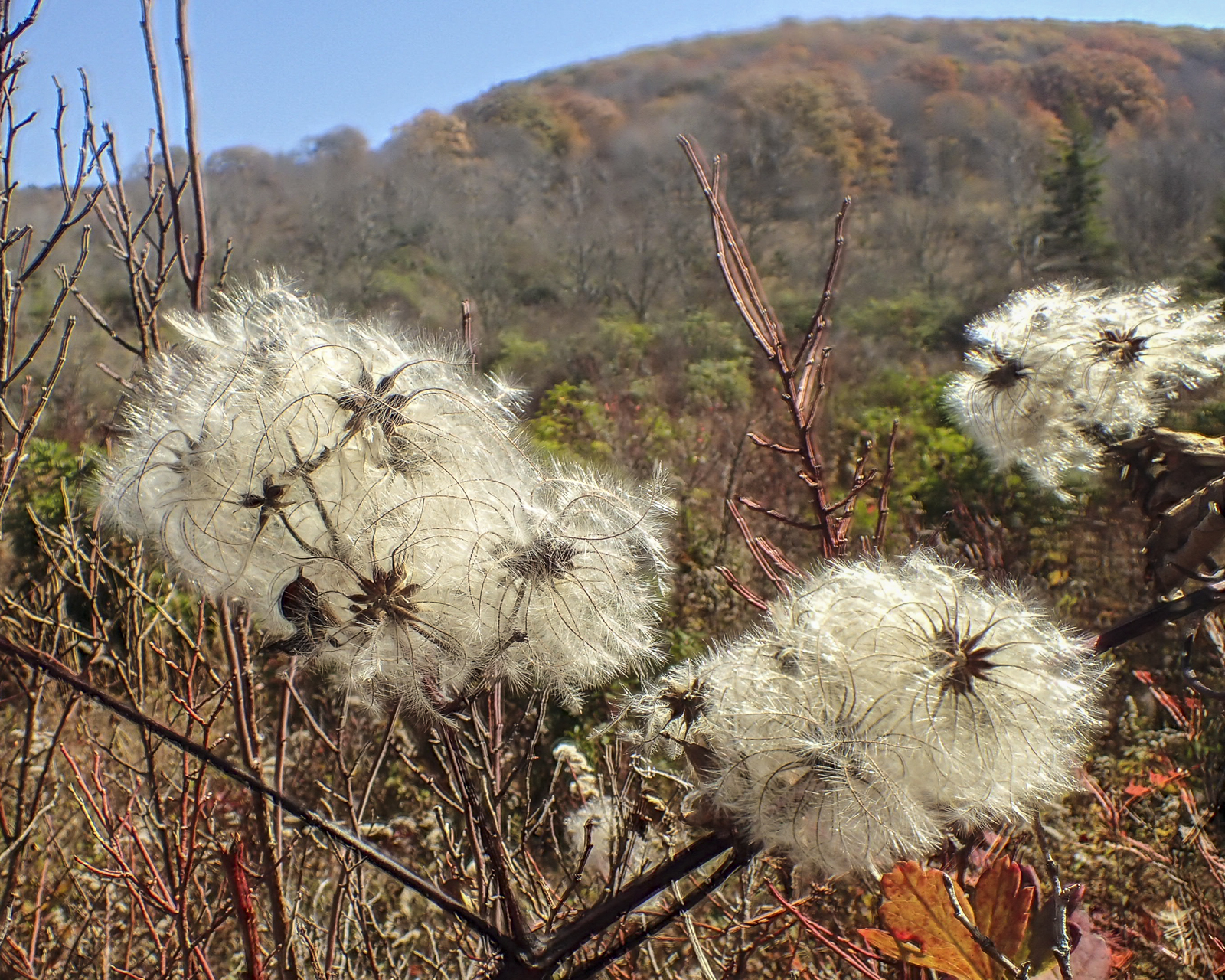 Virgin's bower seed pods