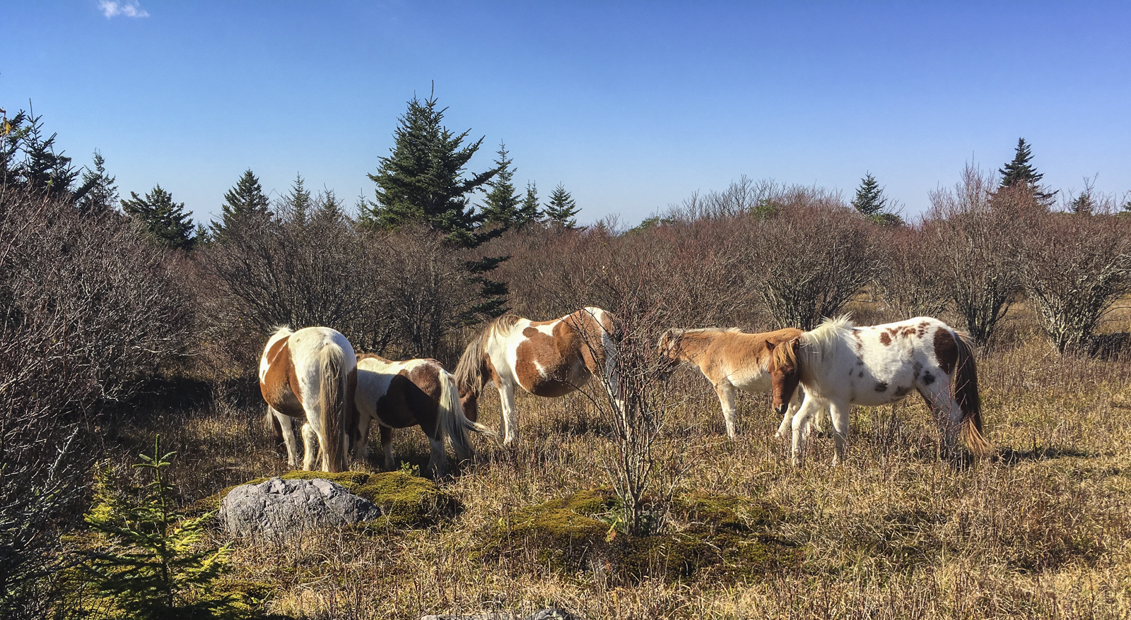 Wild ponies on Pine Mountain Trail