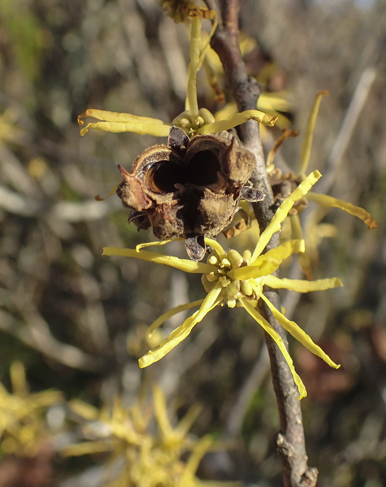 witch hazel flower and old seed pod