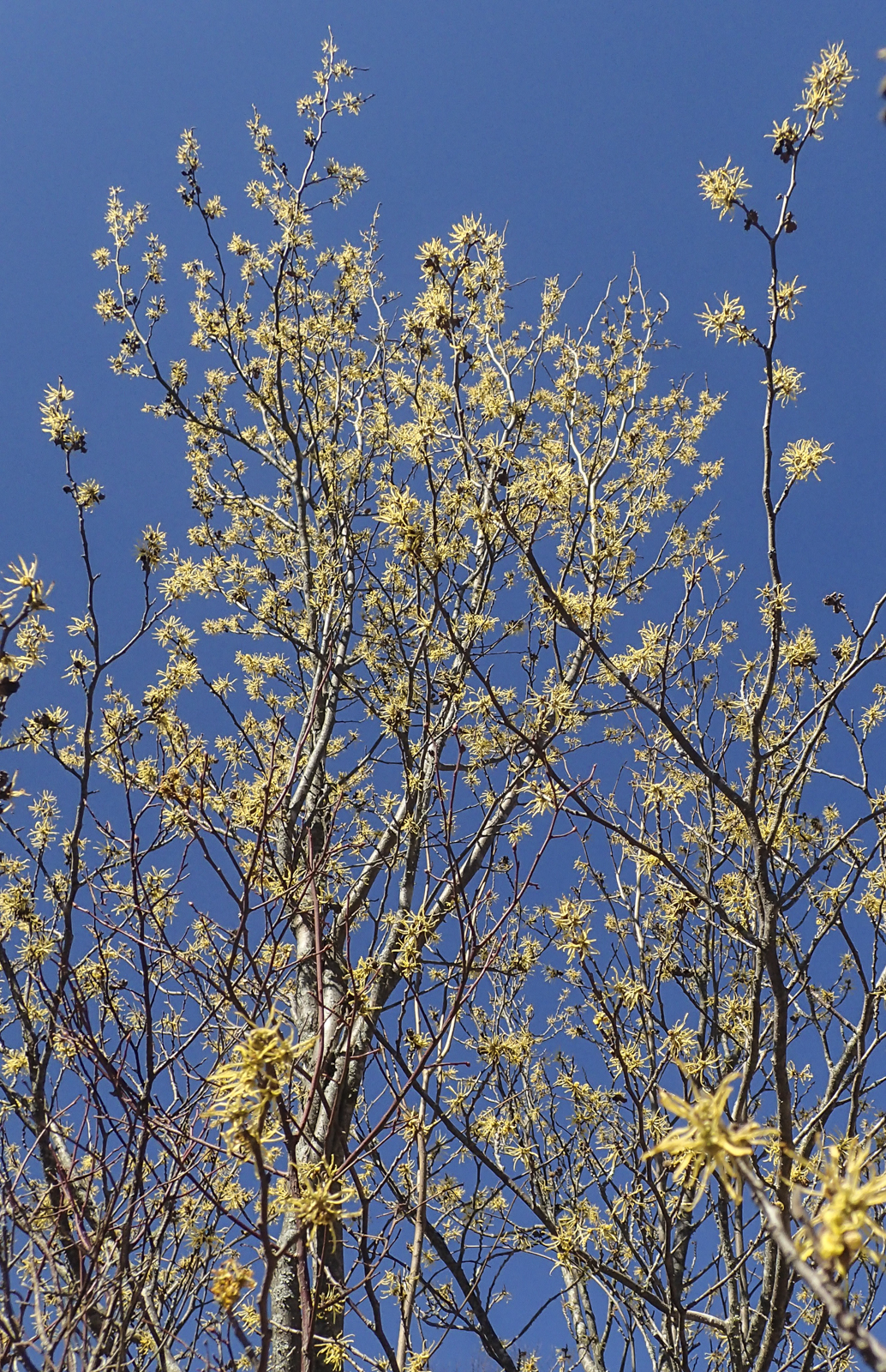 witch hazel in bloom