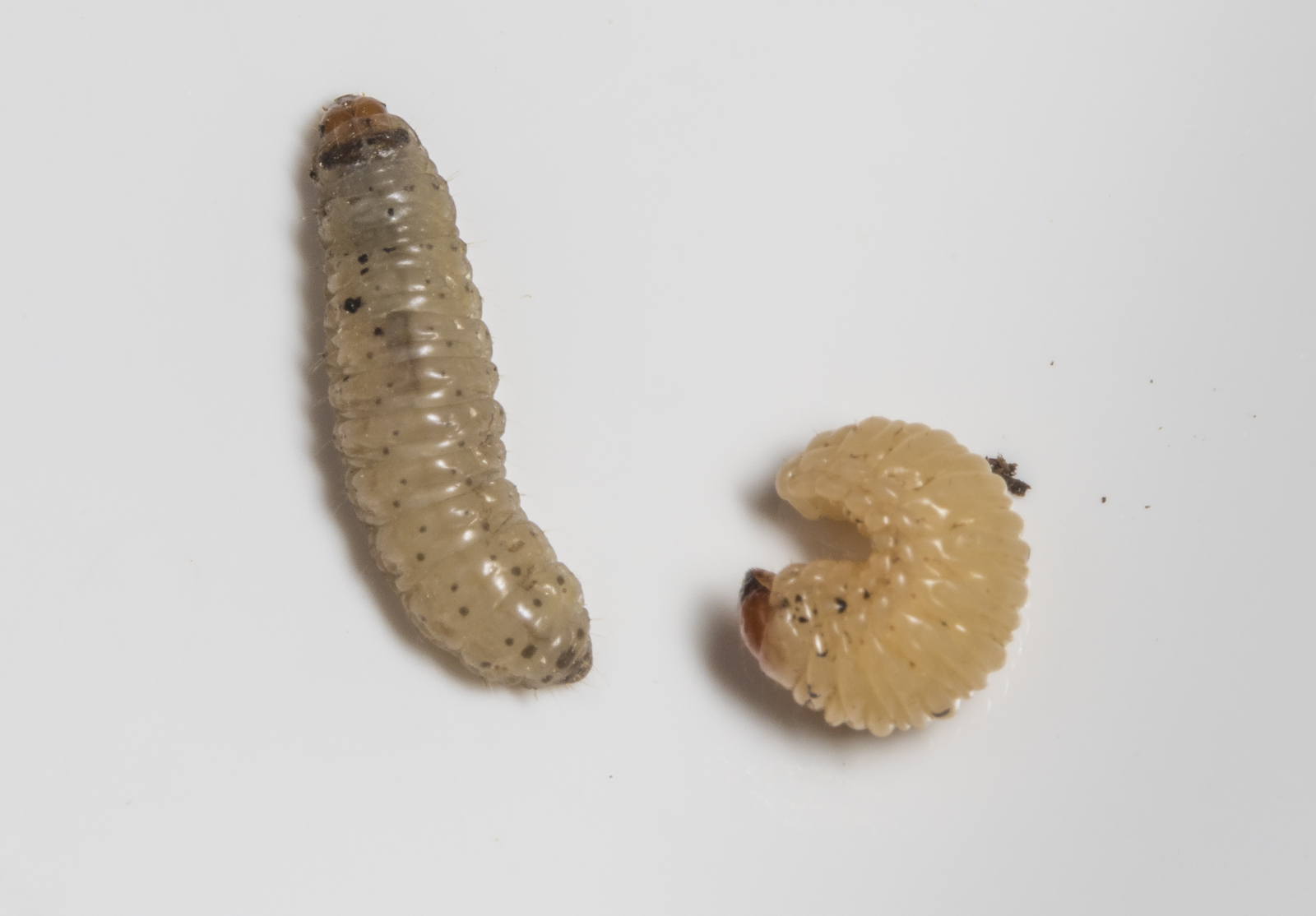 Acorn moth larva and acorn weevil larva