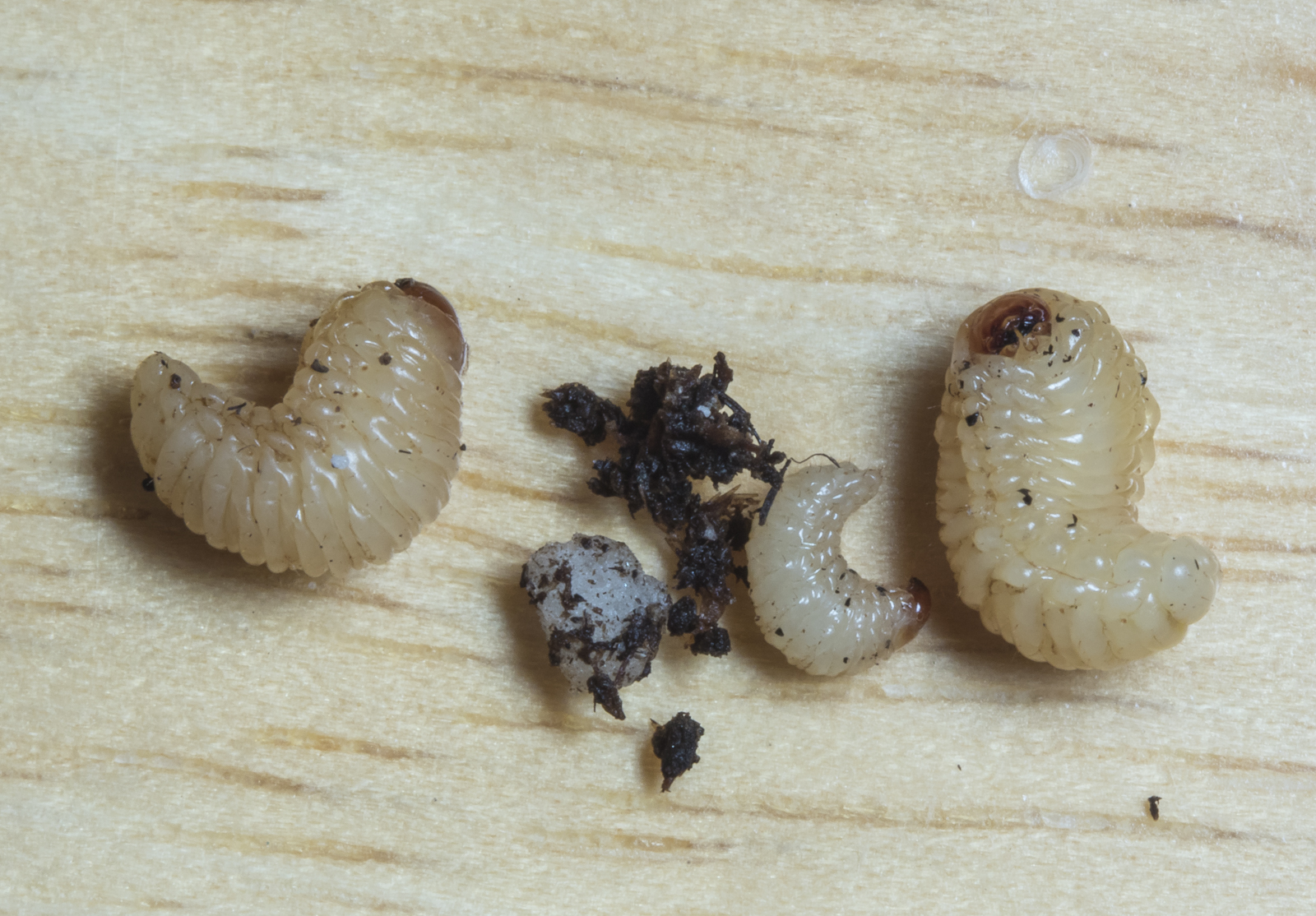 Acorn weevil larvae big and little