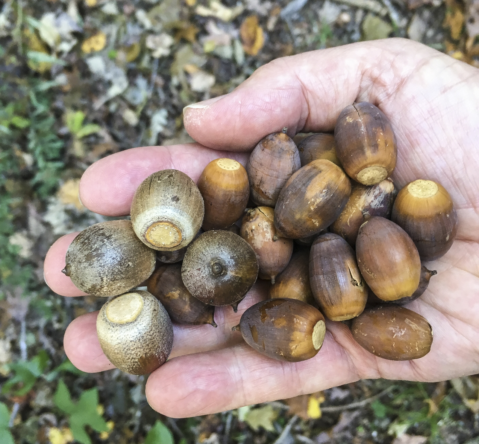 acorns