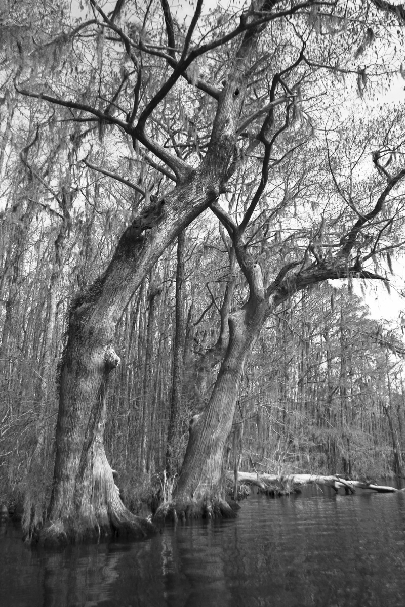 Bald Cypress along Conaby Creek 1