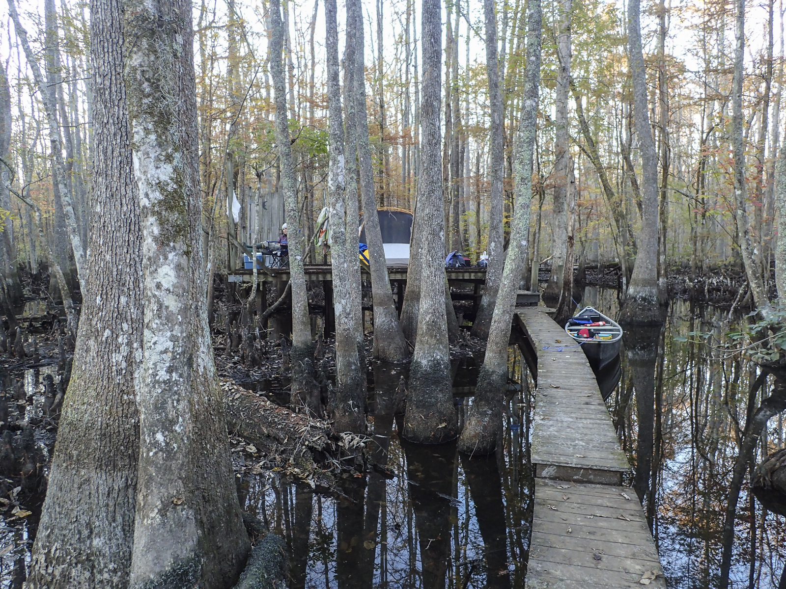 Barred Owl Roost platform