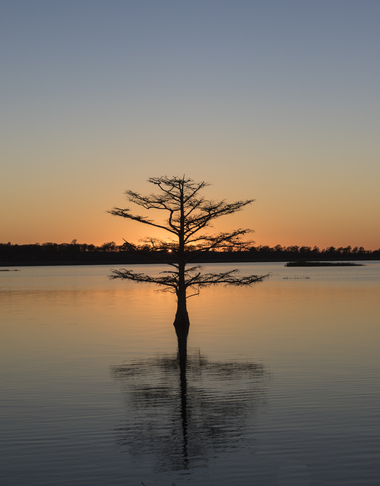 Cypress tree at Lake Mattamuskeet 1