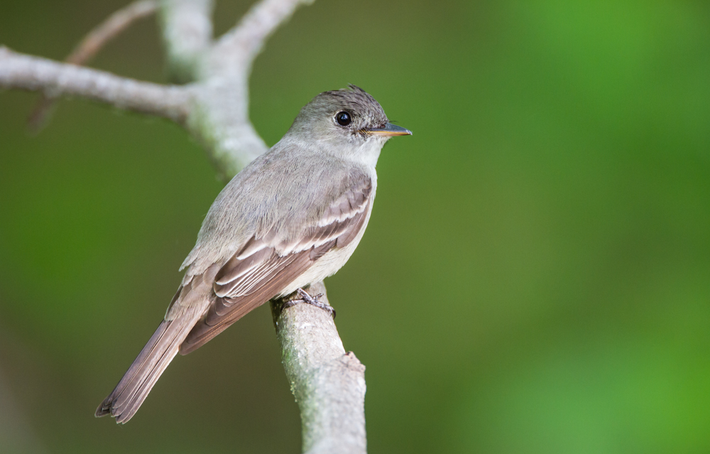 Eastern Wood Peewee