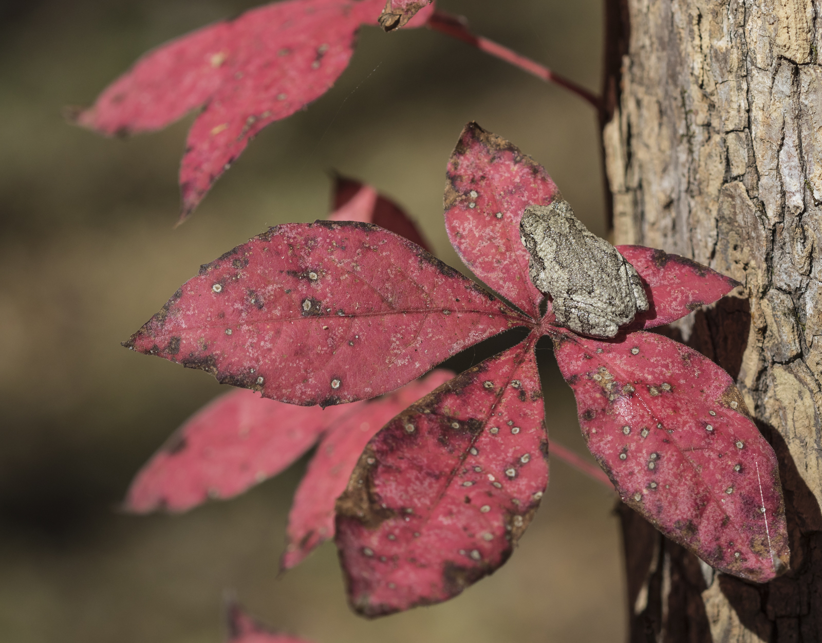 Gray Treefrog on Va creeper leaves 2