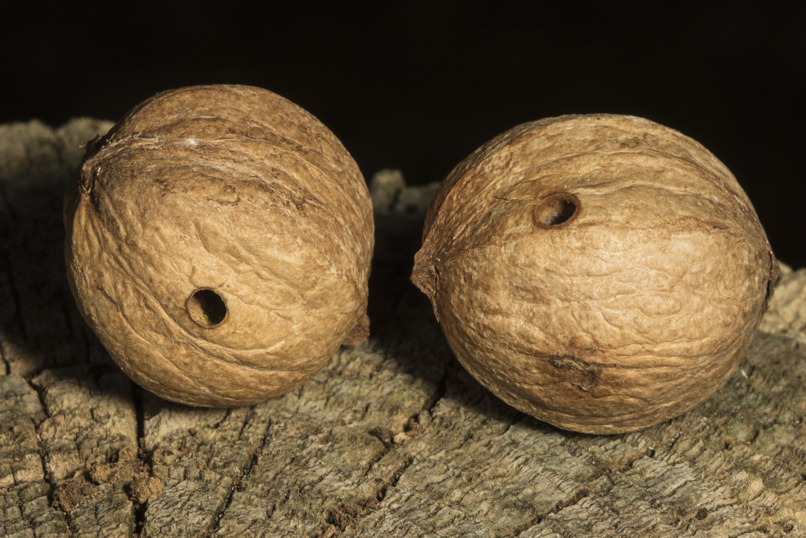 Hickory nuts with weevil exit hole