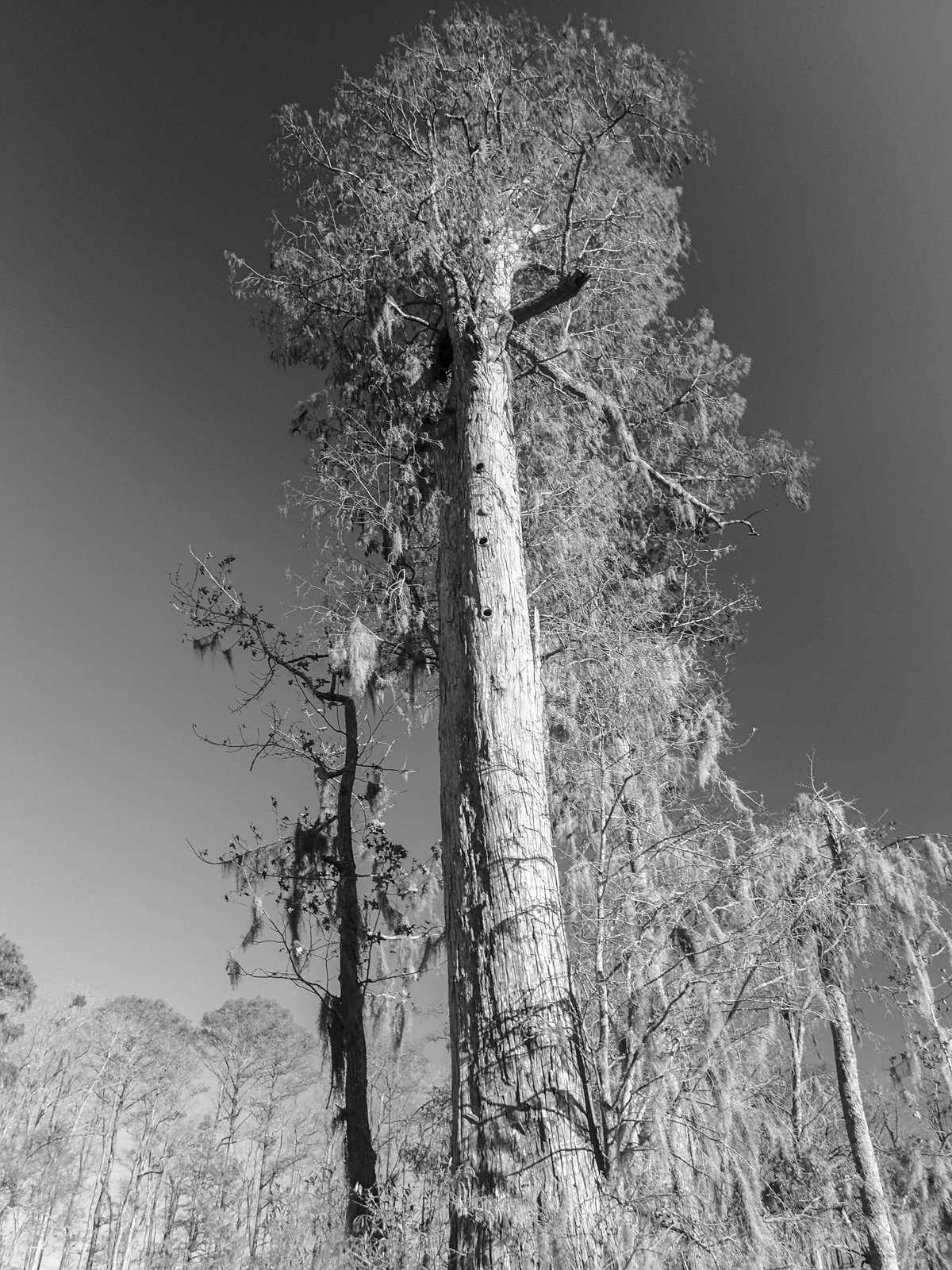 Huge cypress along Gardner Creek