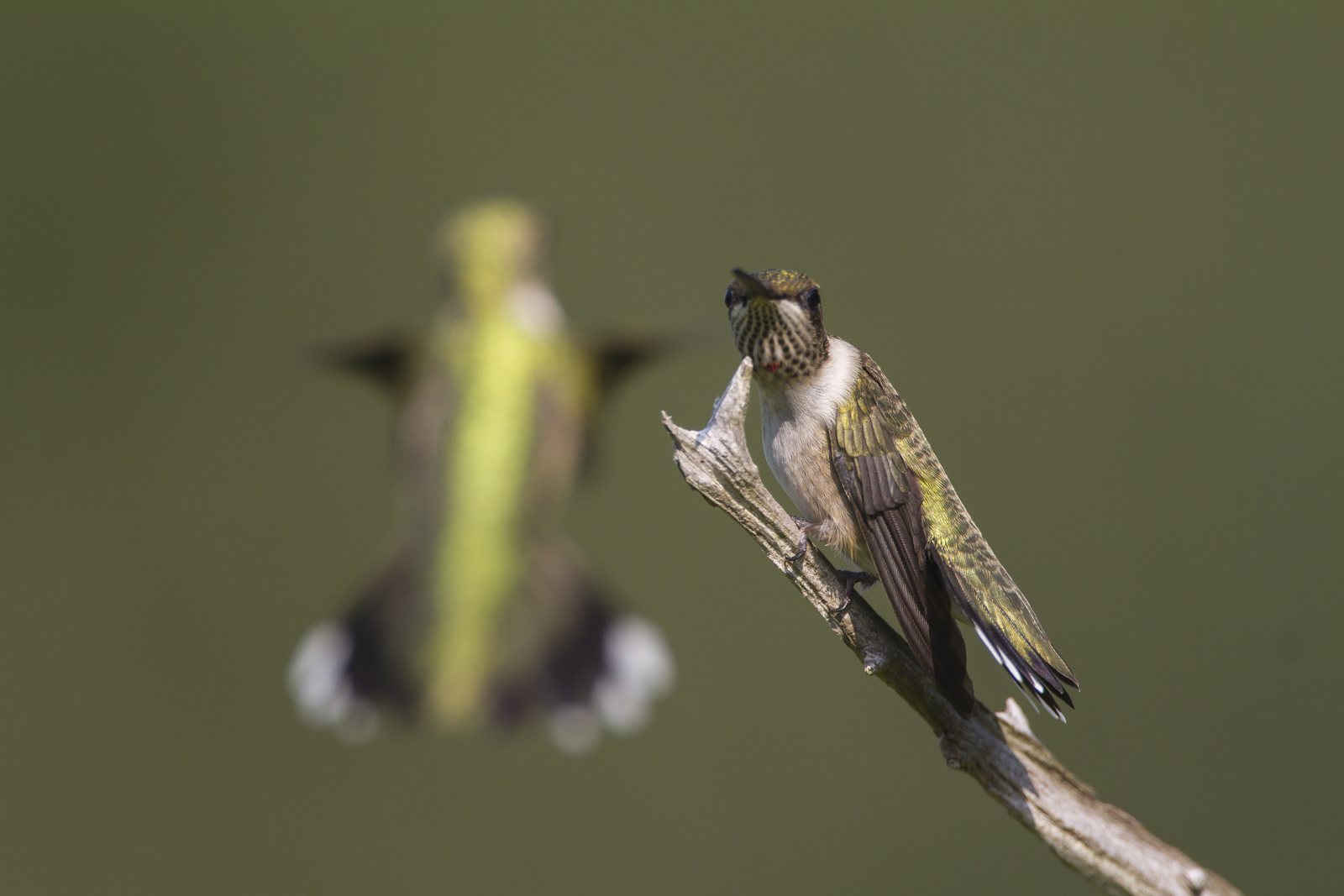 hummingbird threat display with another bird in view