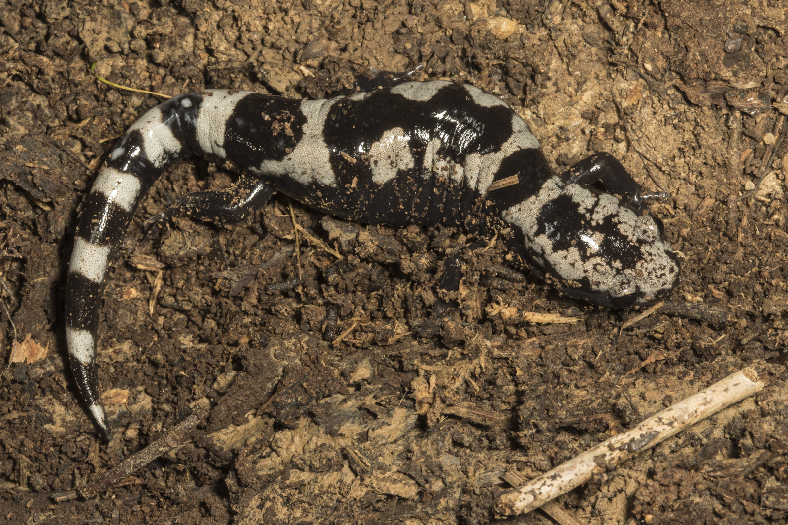 Marbled salamander