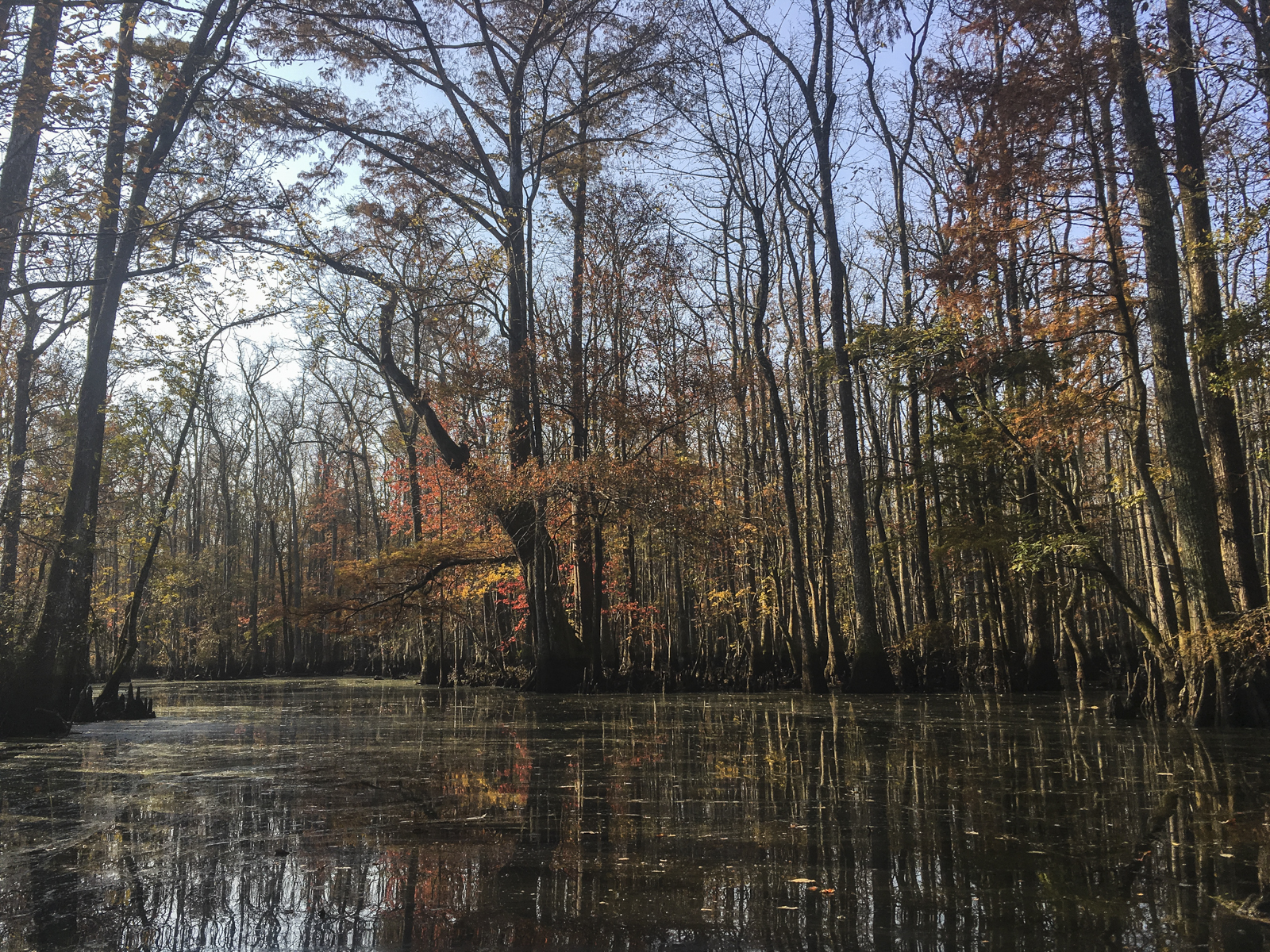 morning light along Lower Deadwater Creek