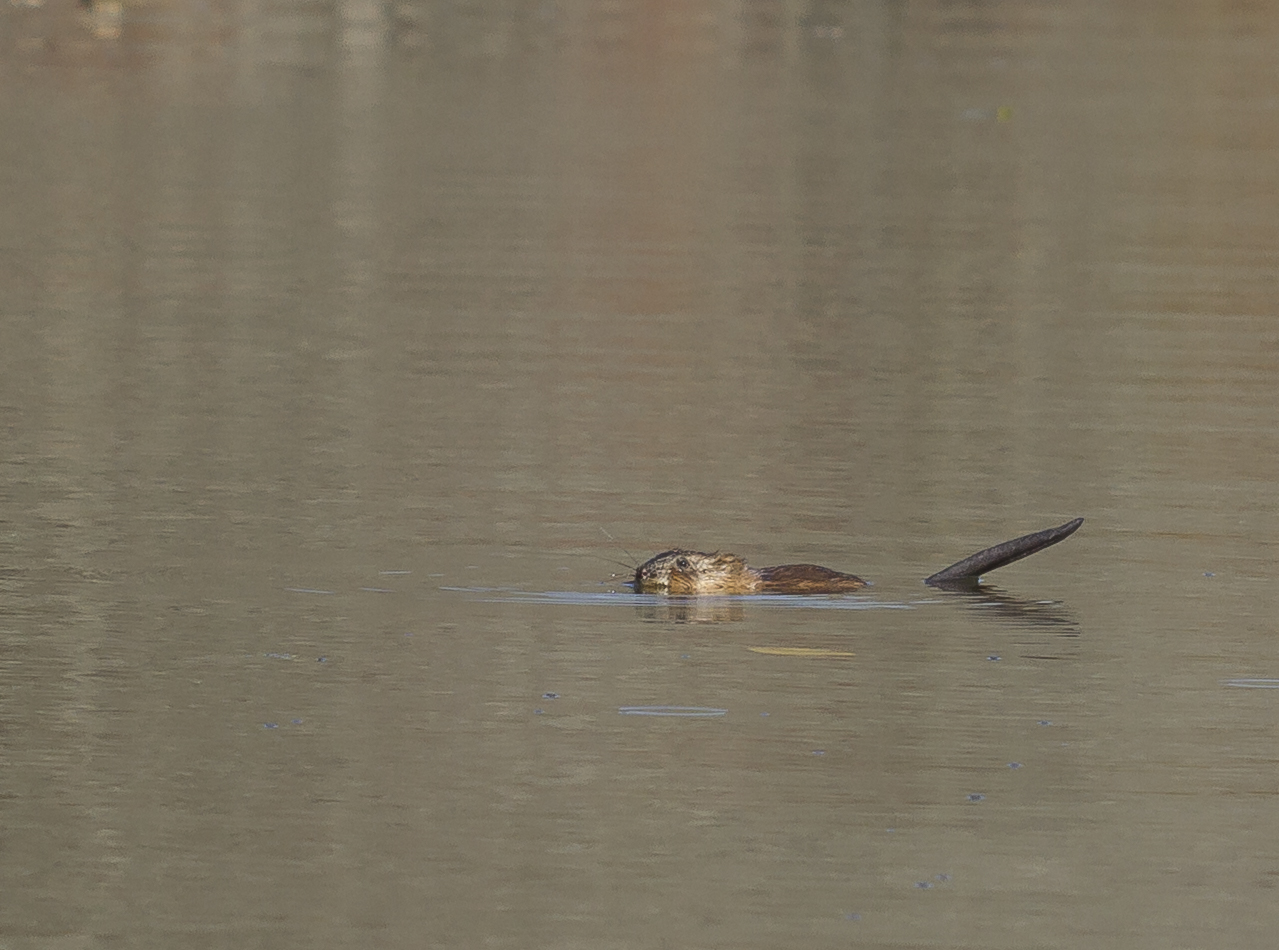 Muskrat feeding in river