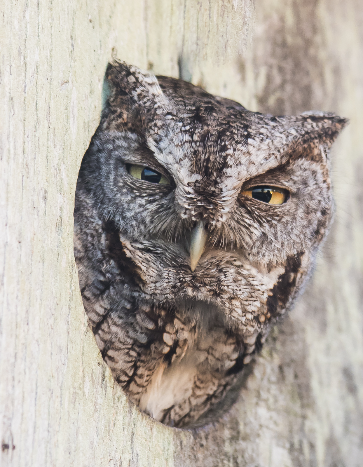 Screech owl in wood duck box close up 1