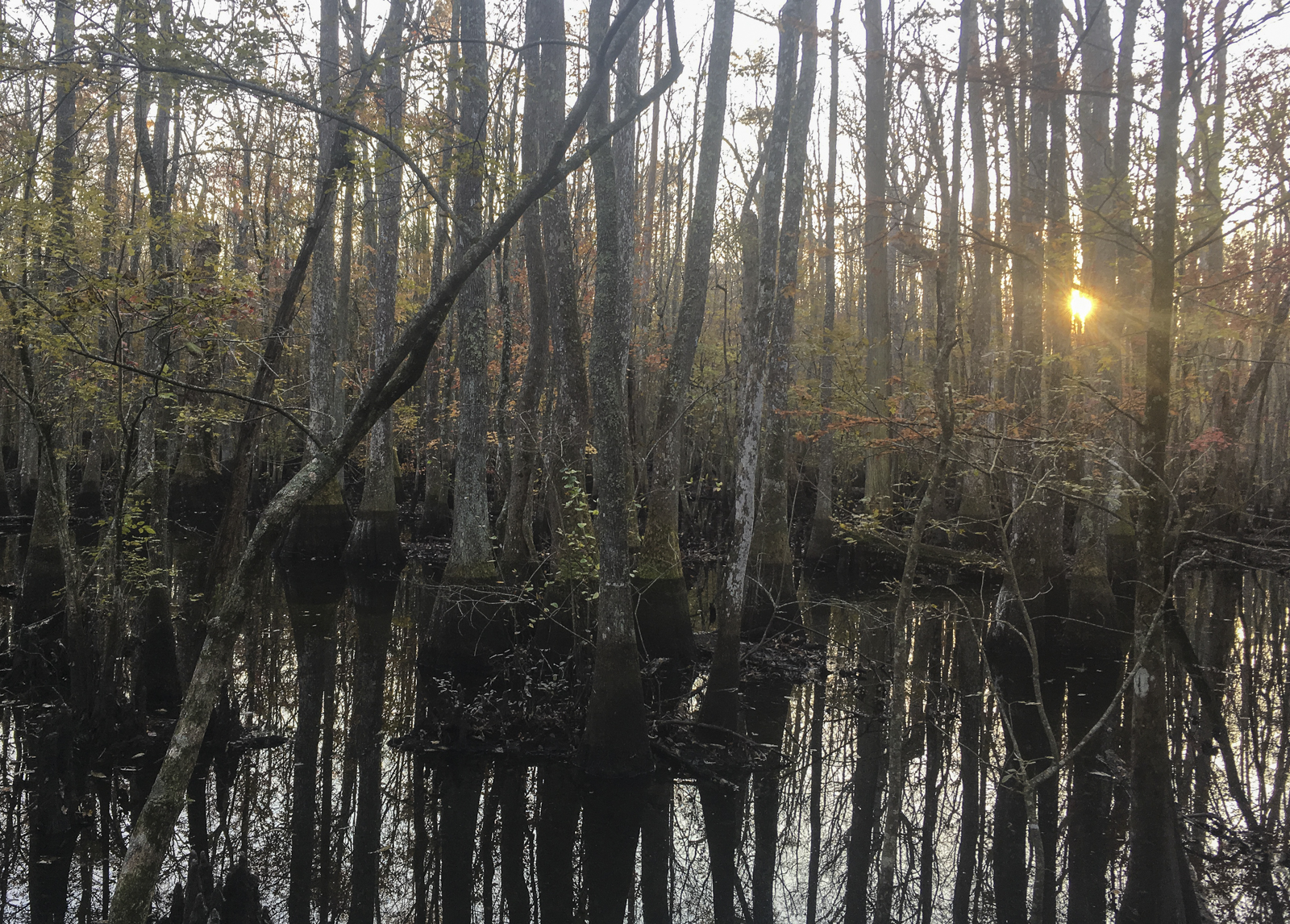 sunrise on Barred Owl Roost