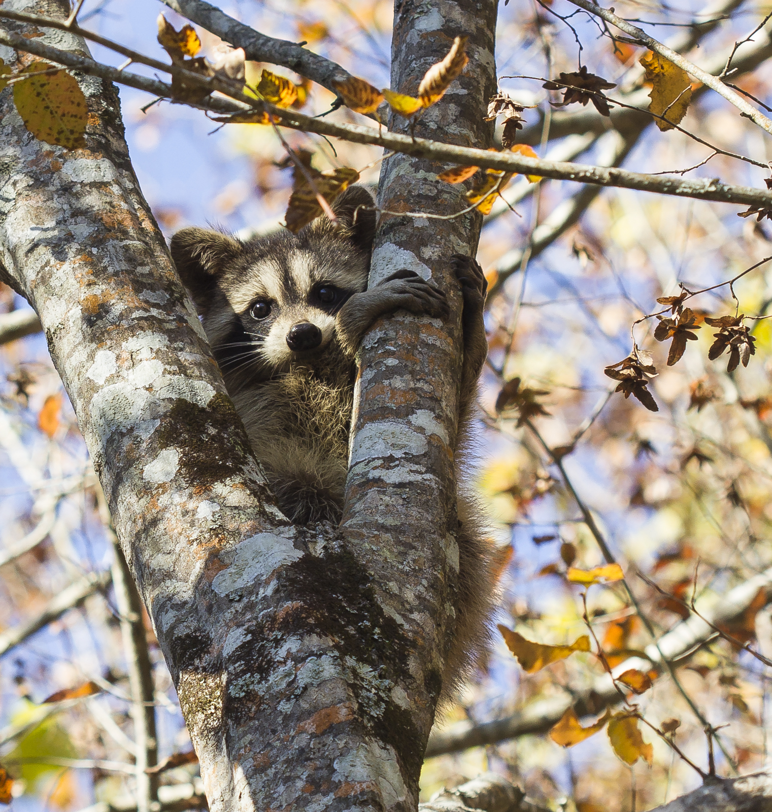 Young raccoon in tree