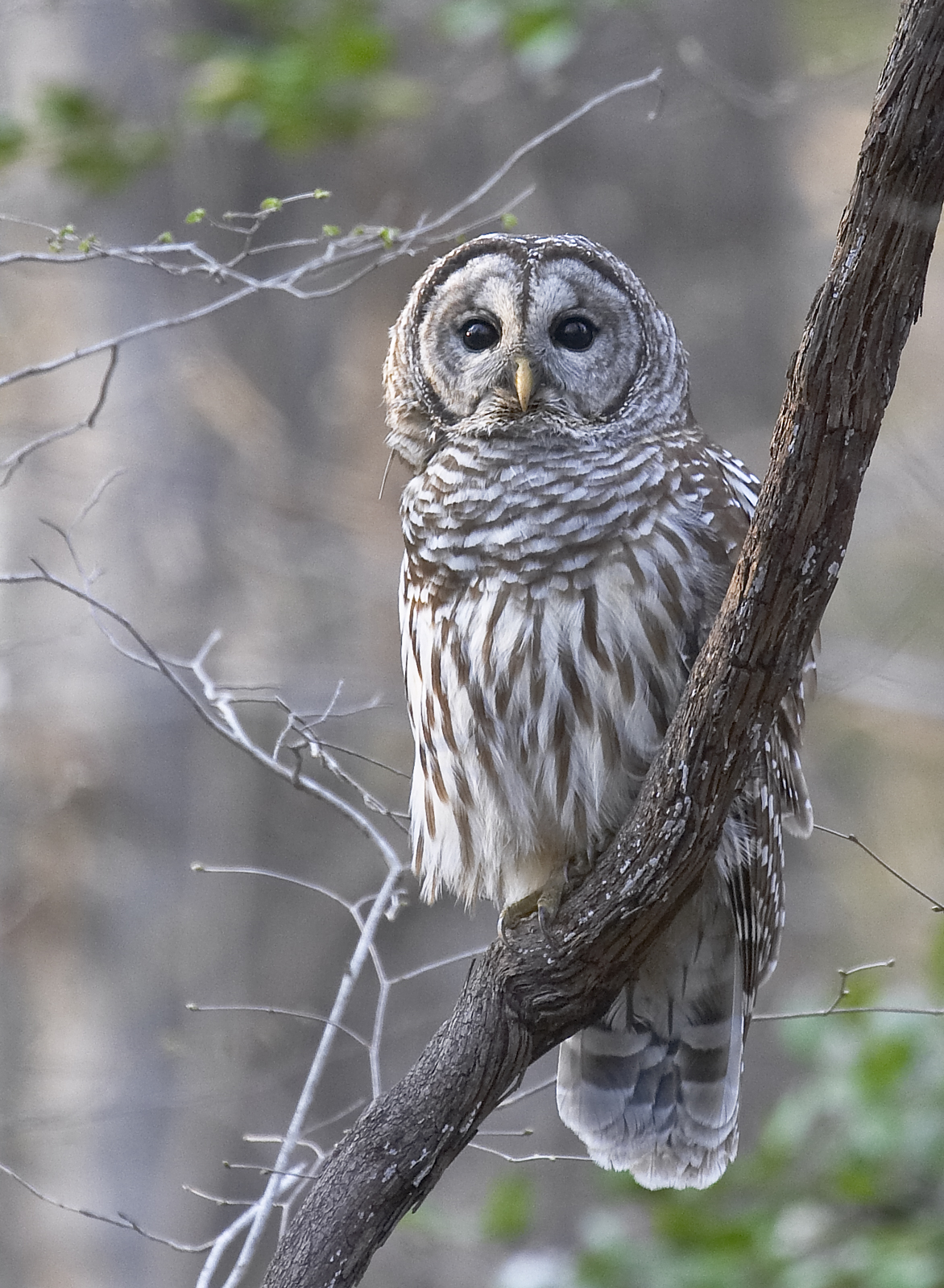 Barred owl on grape vine 1