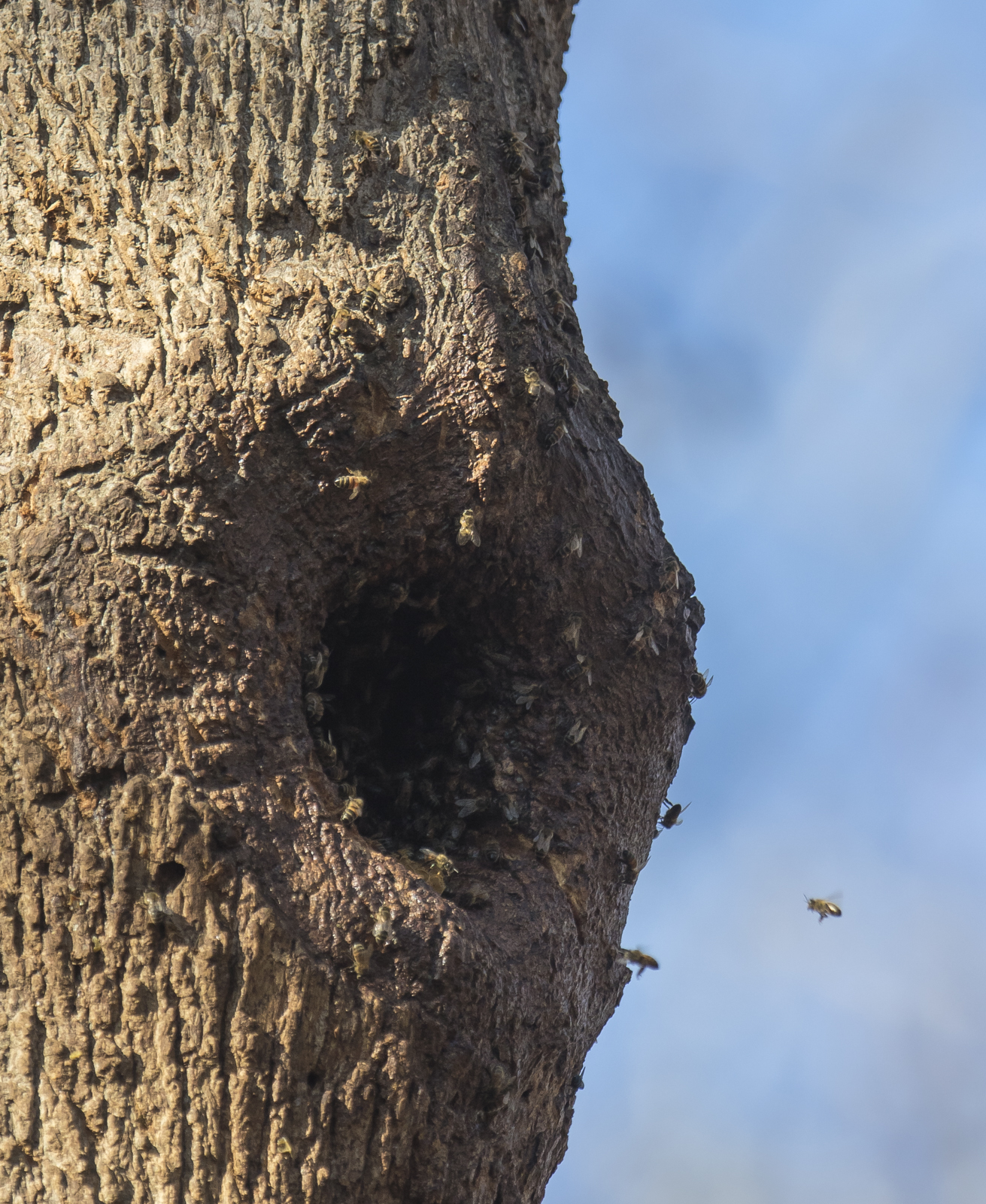 Bee hive in tree