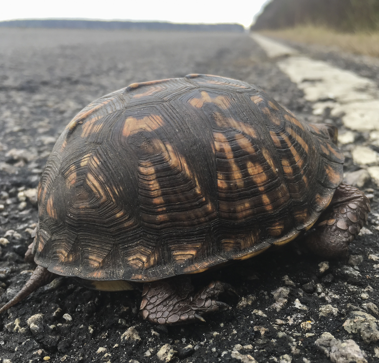 box turtle on bird count