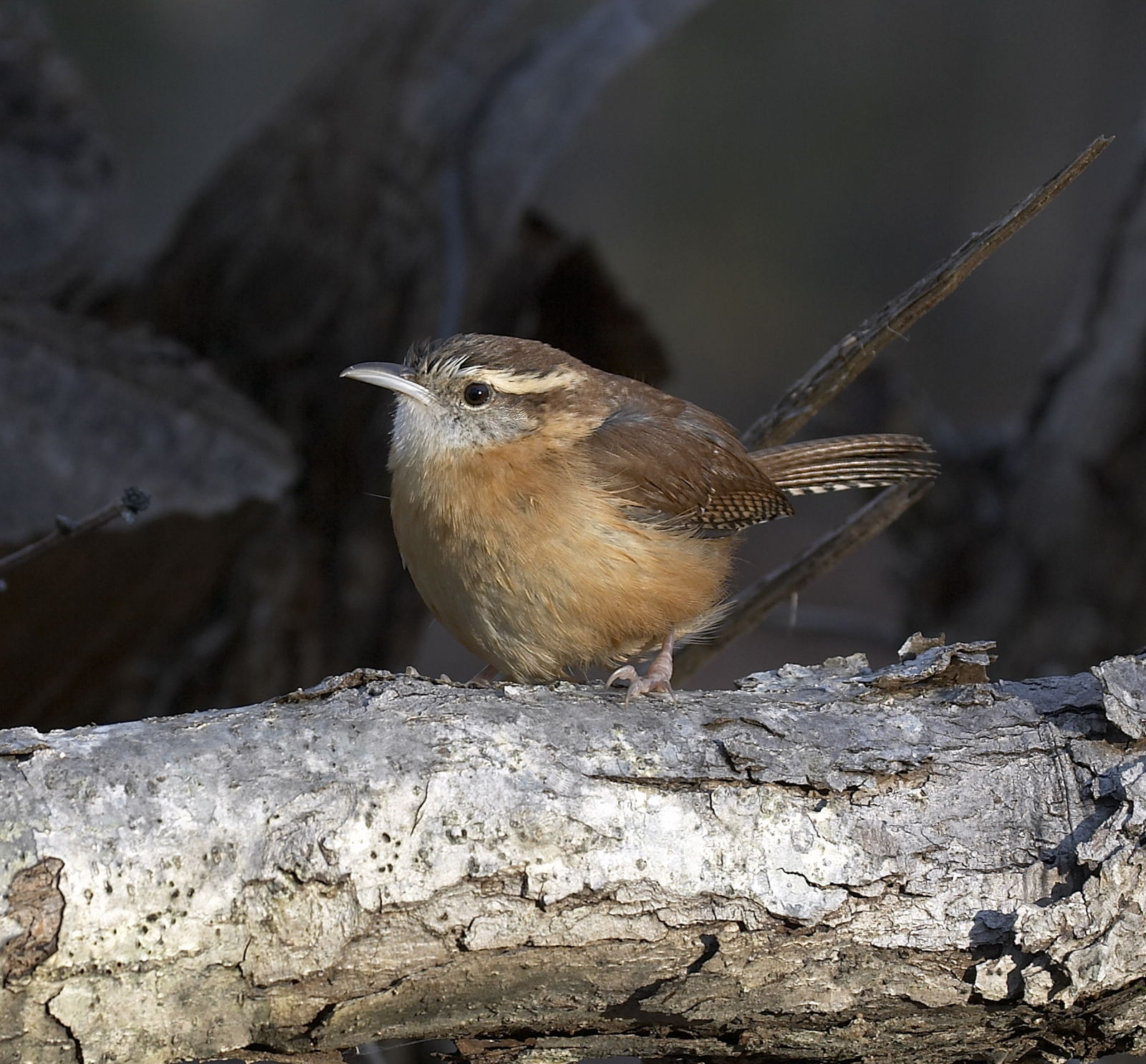 Caroilna Wren