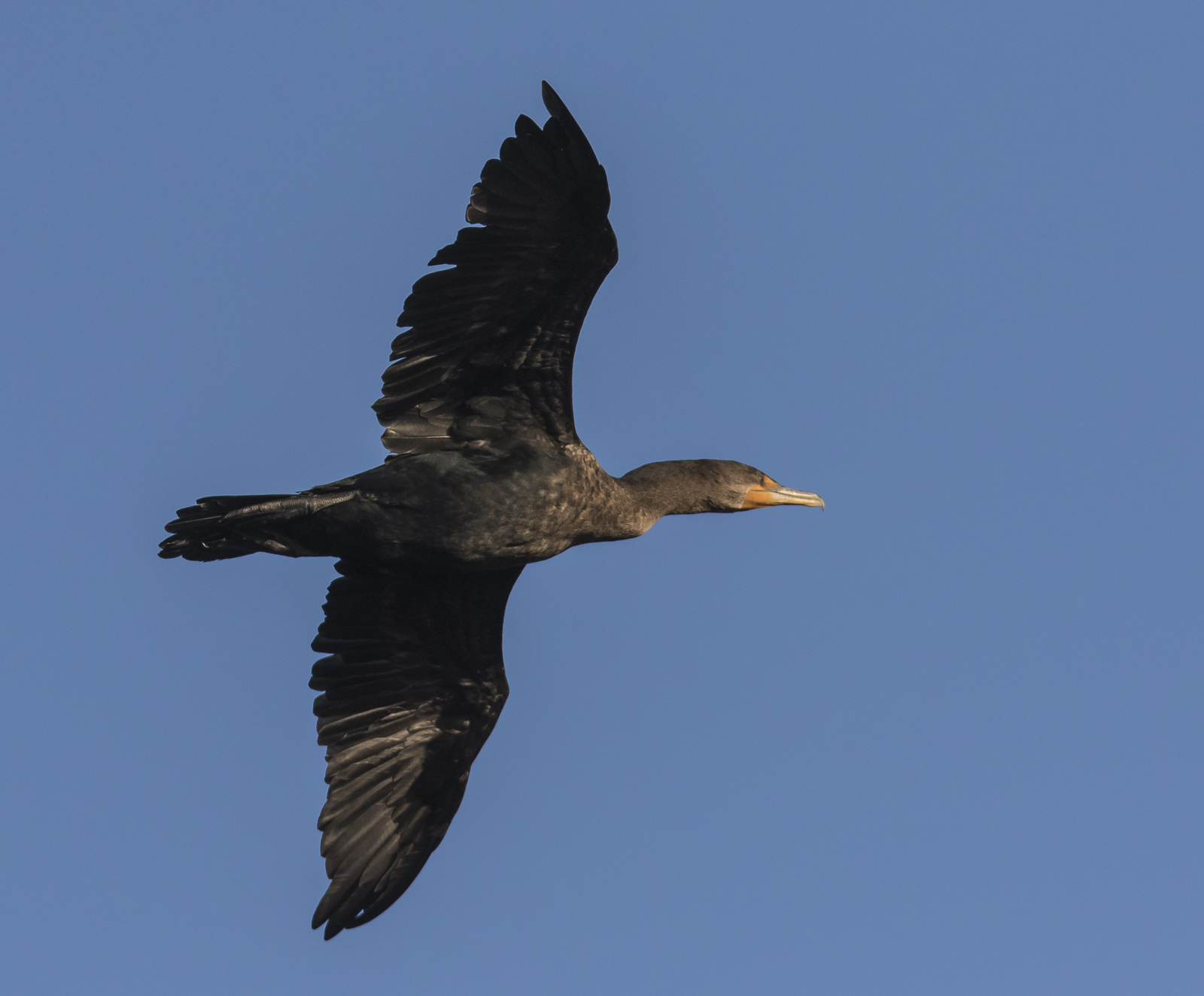 Double-crested cormorant fly-by