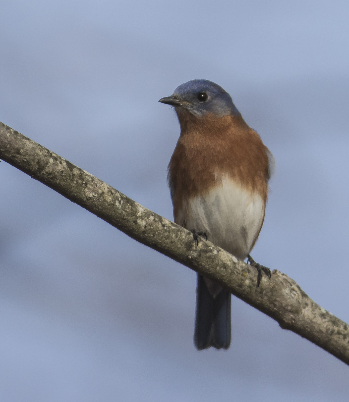 Eastern bluebird