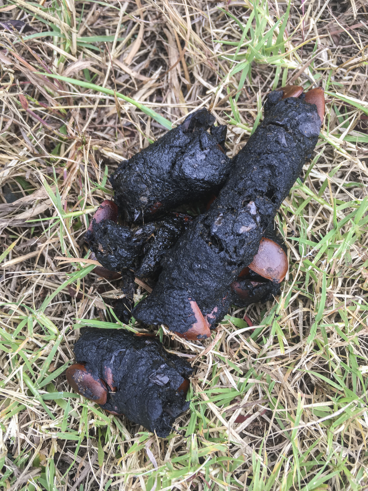 Fox or coyote scat with persoimmon seeds