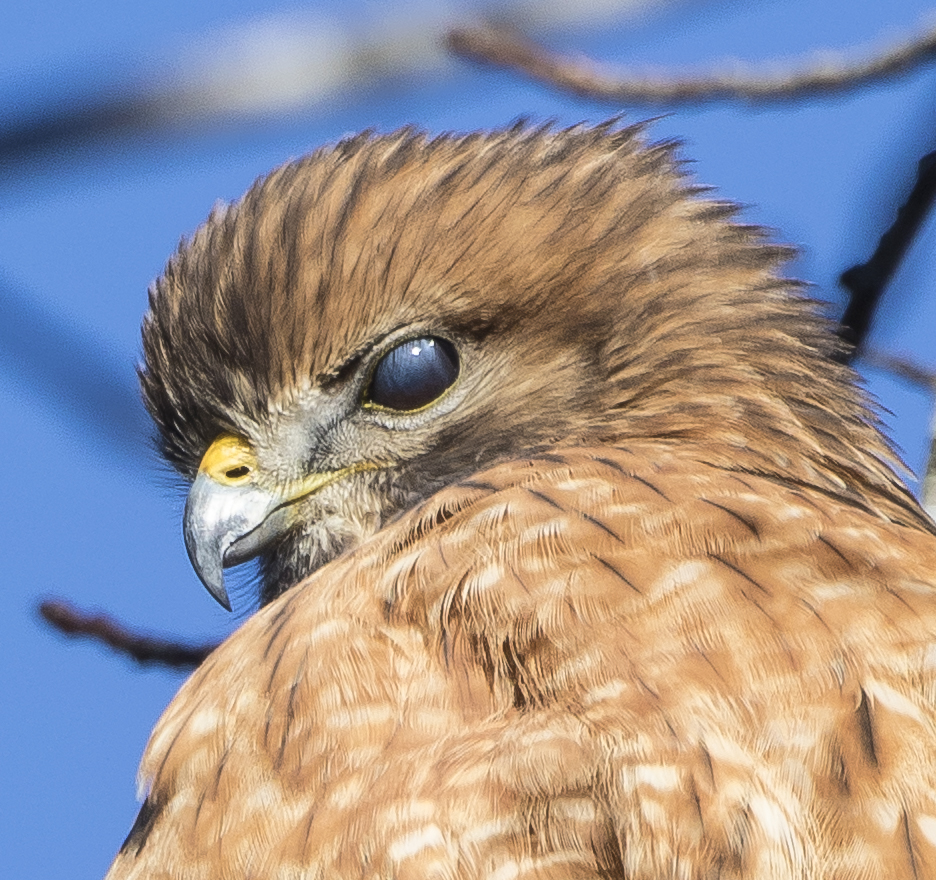nictitating membrane half open 2
