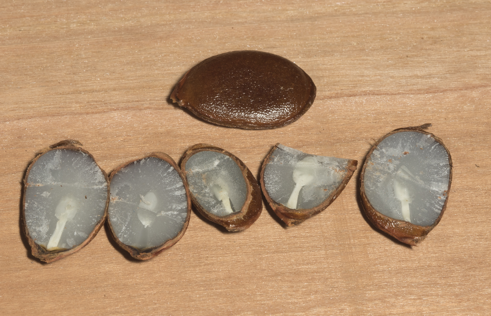 persimmon seeds split open