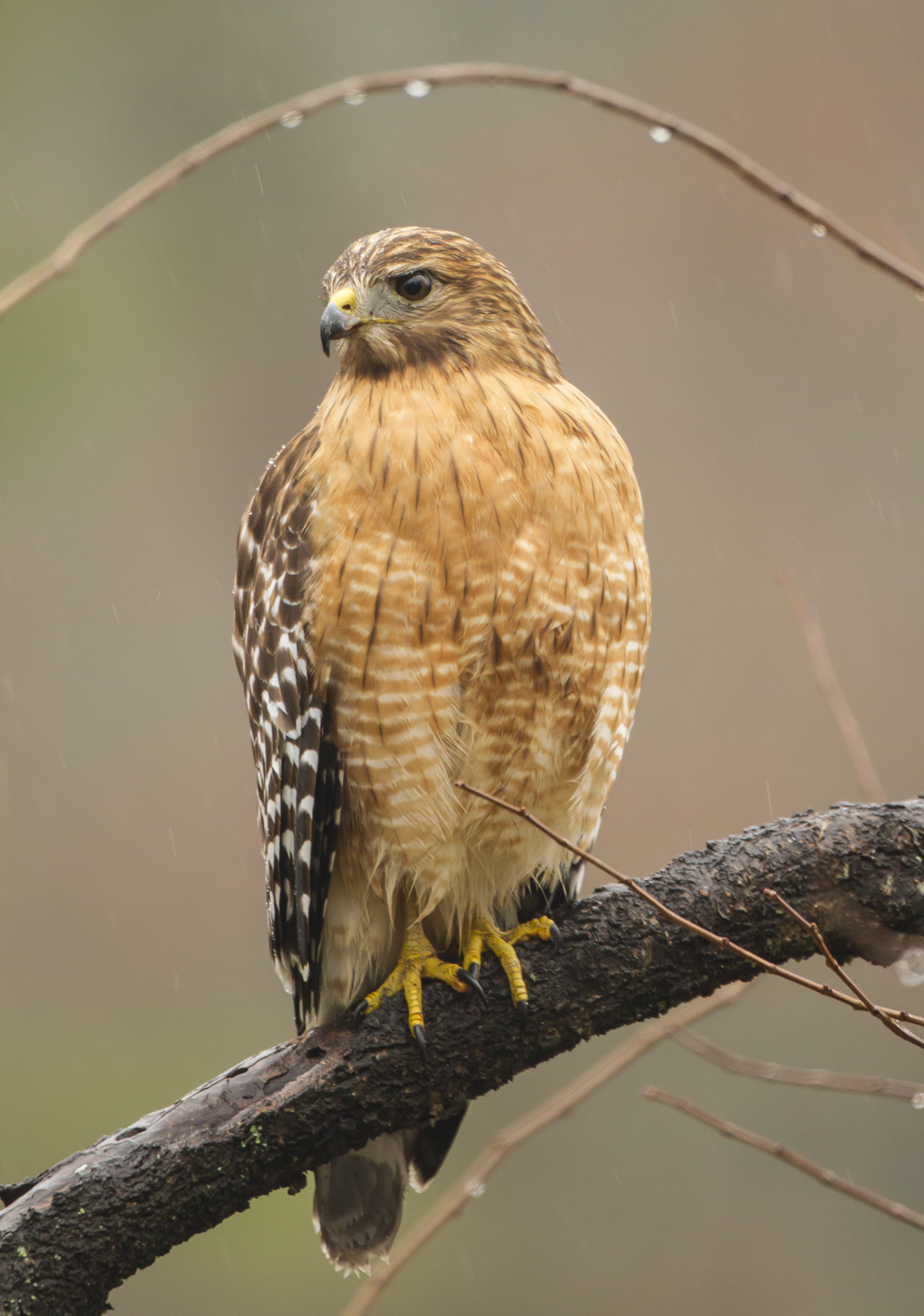 Red-shouldered Hawk in rain