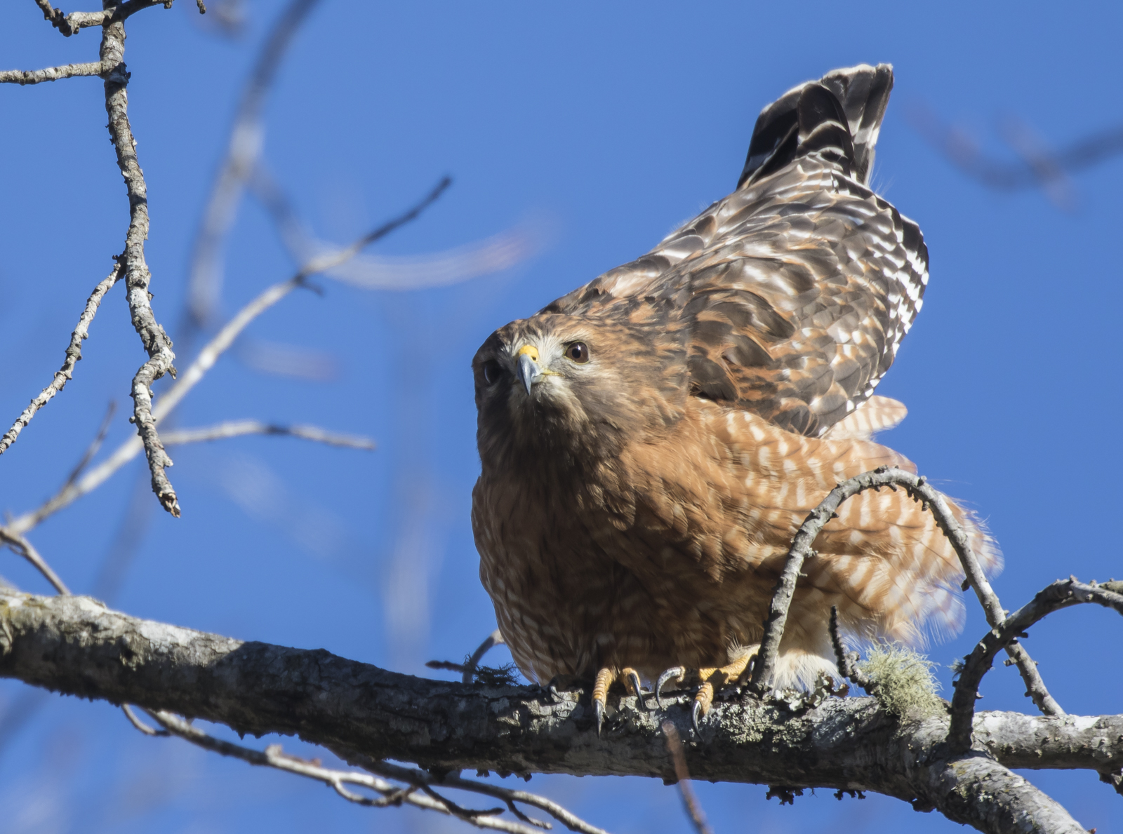 red-shouldered hawk ready to poop