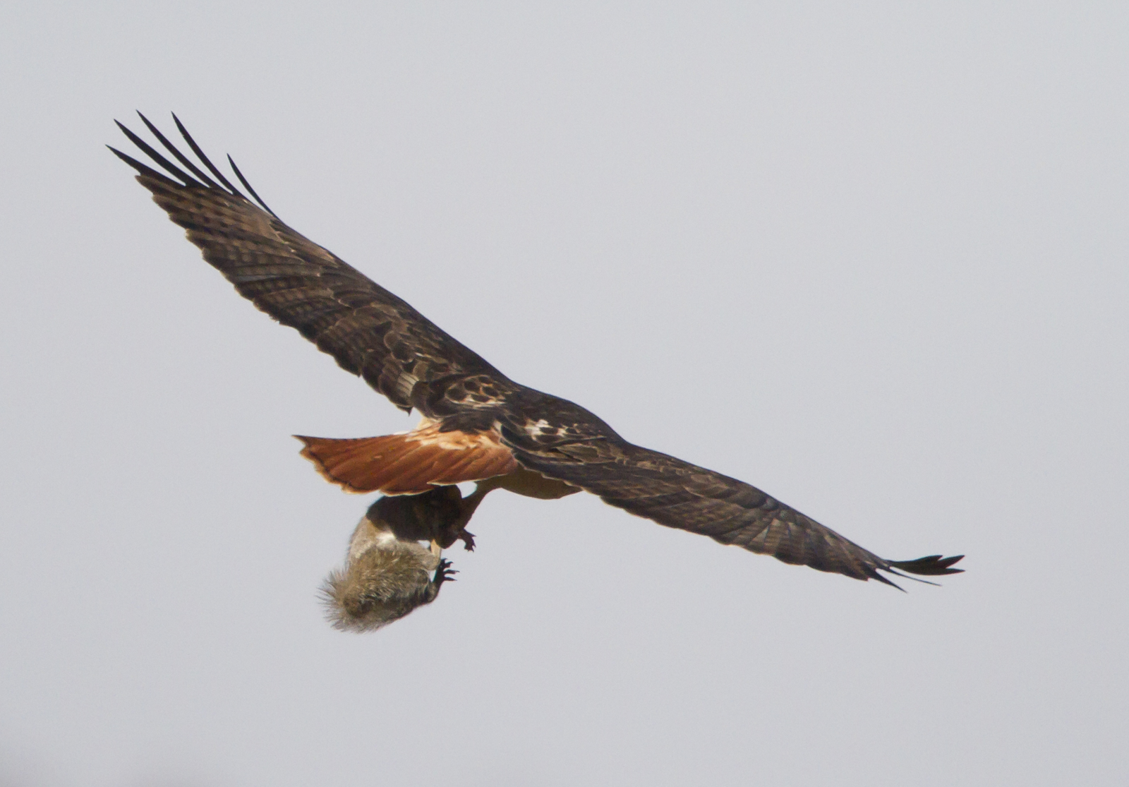 Red-tailed Hawk pursued by crow closeup