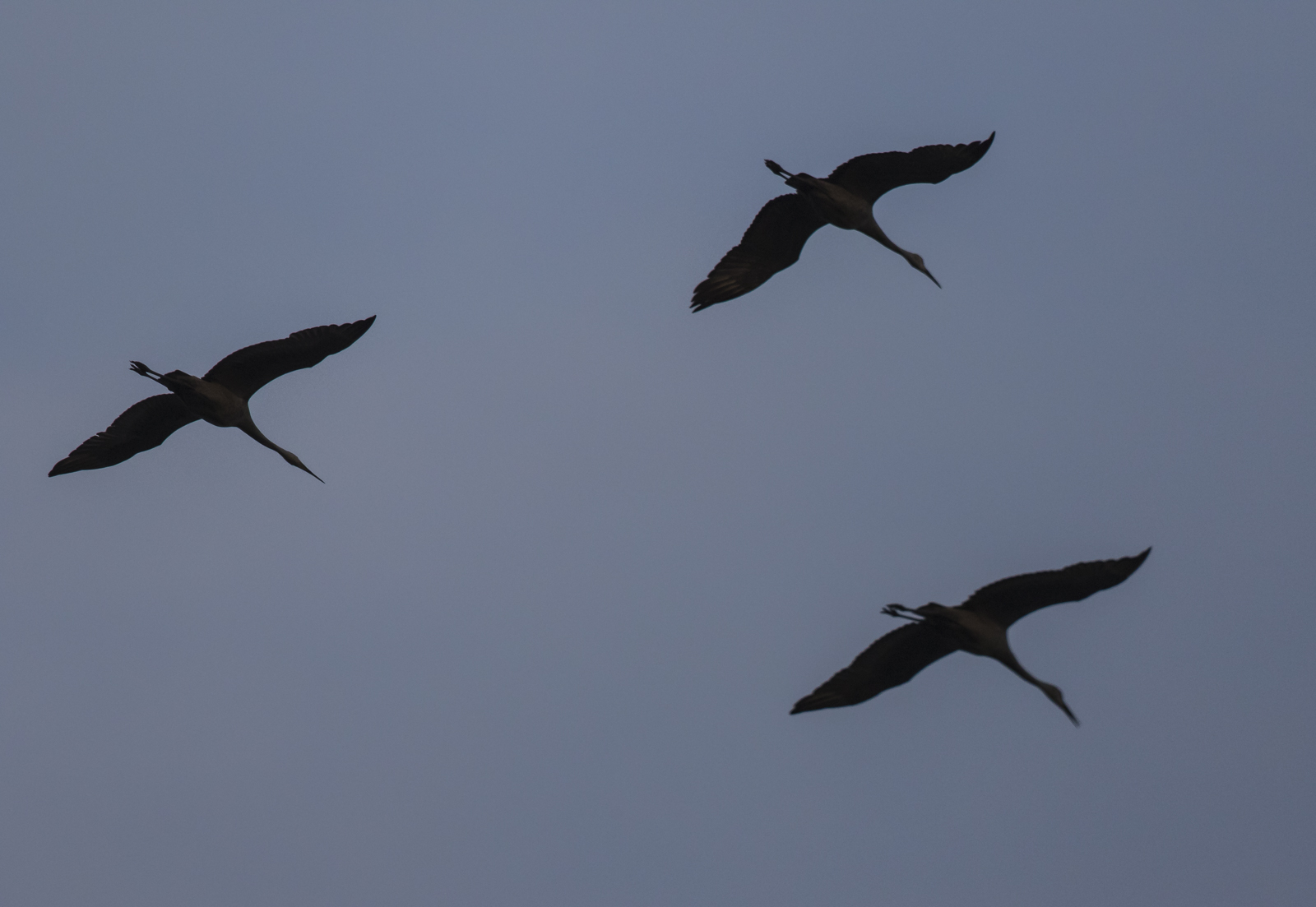 sandhill cranes at Pungo