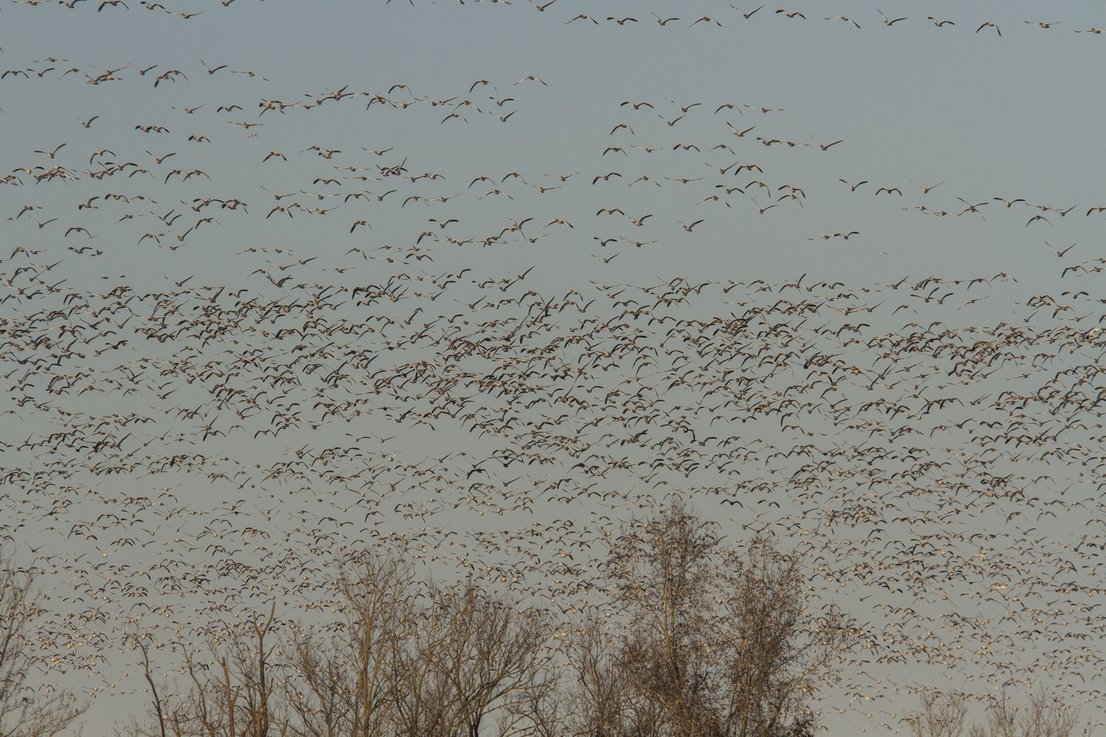 Snow geese leaving Pungo Lake