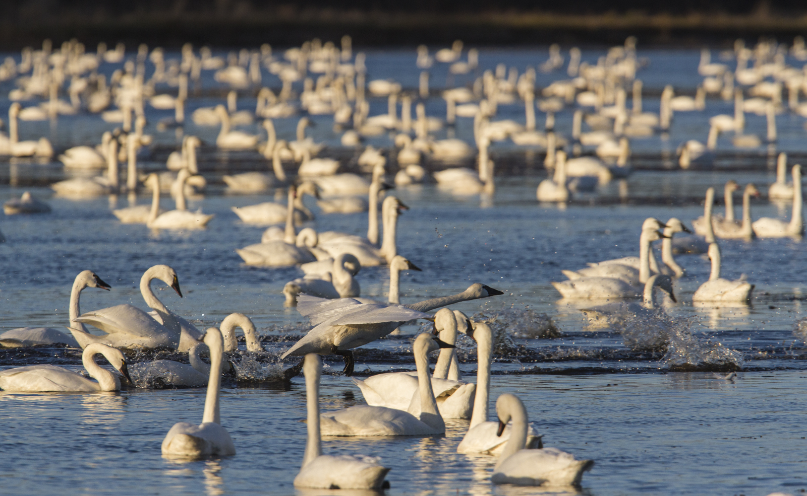 Swans on Marsh A 1