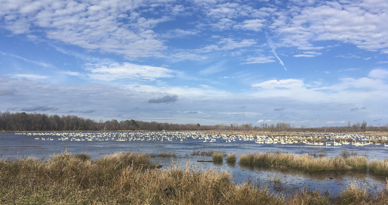 Swans on Marsh A 2