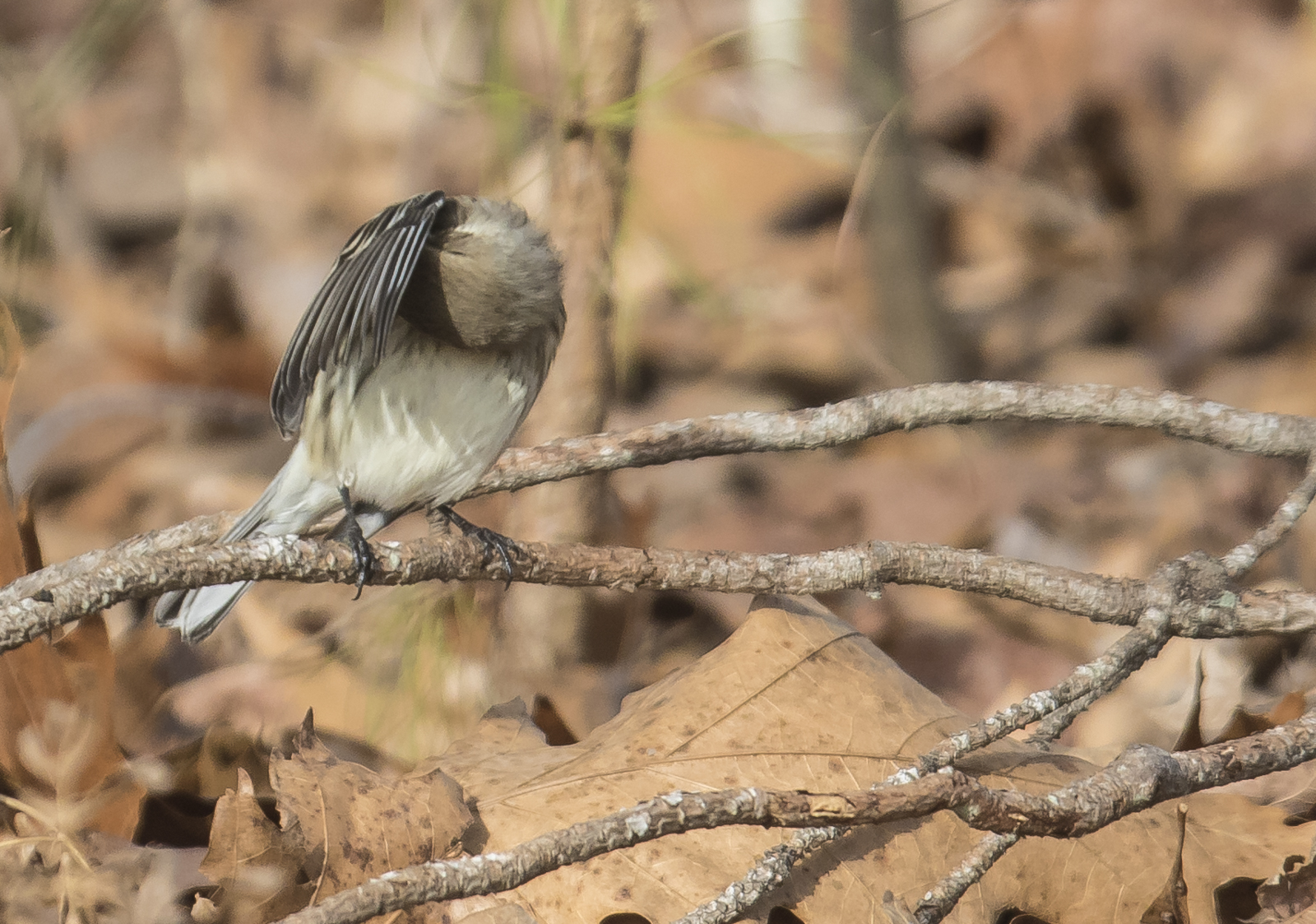 Yellow-rumped warbler preening