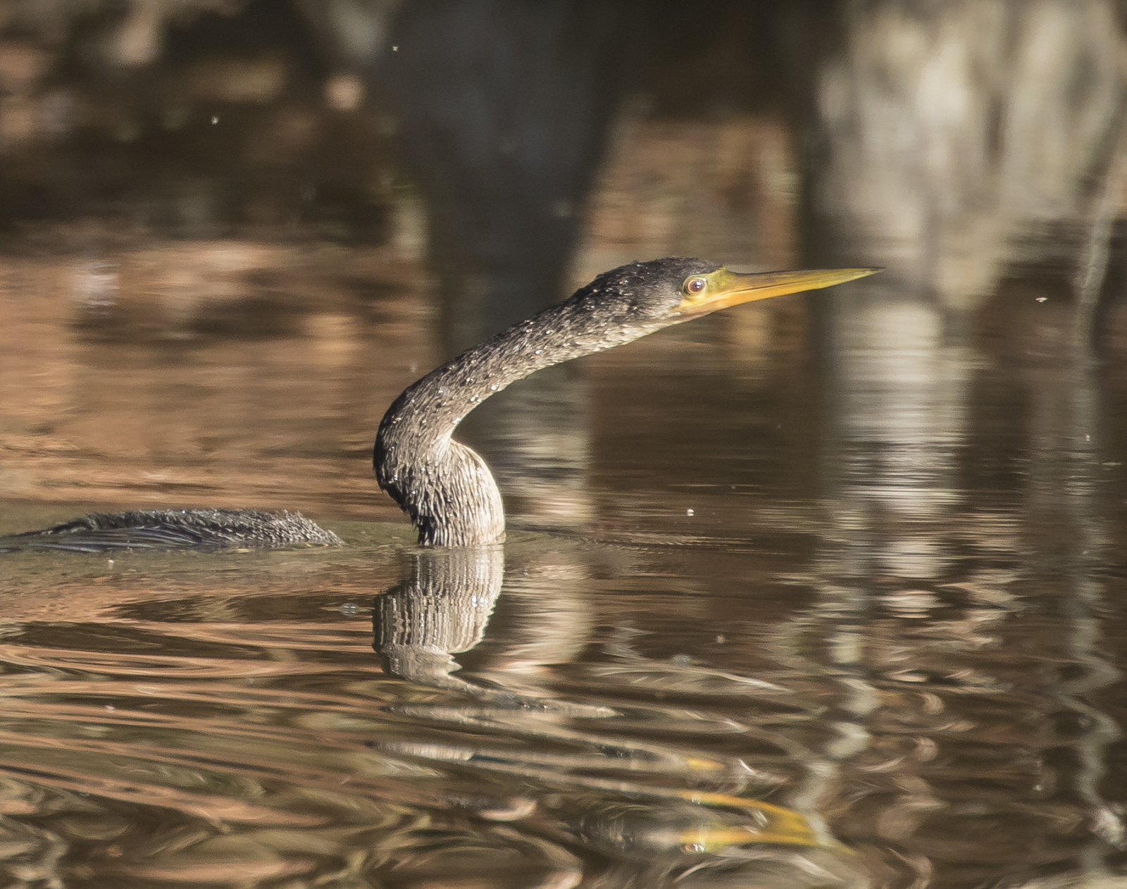 Anhinga swimming