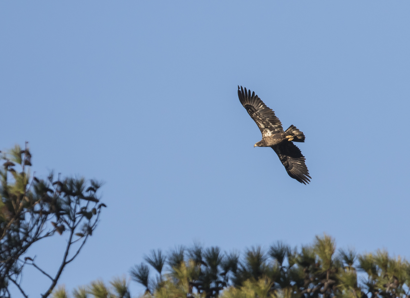 Bald eagle immature