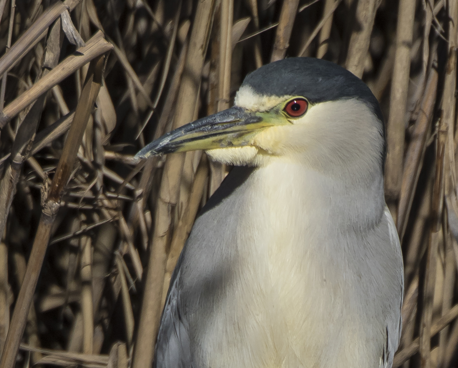 black-crowned night heron close up