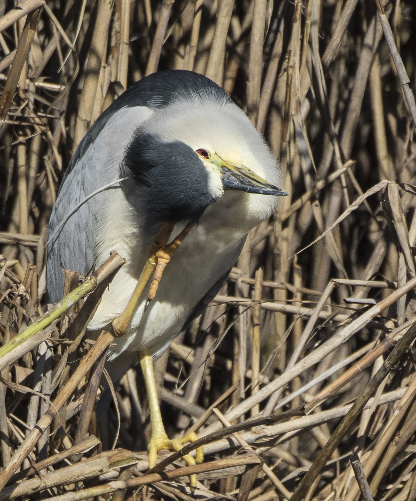 black-crowned night heron scratching