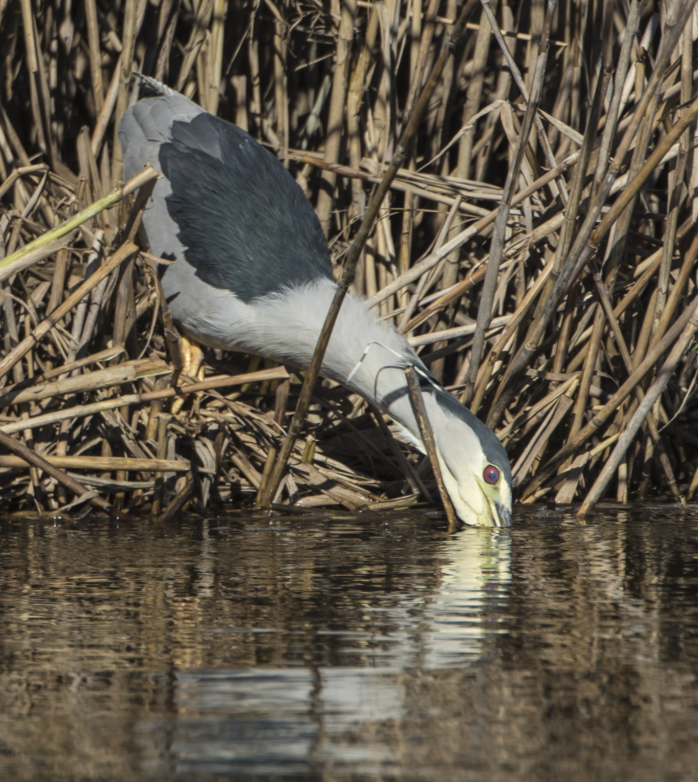 black-crowned night heron strikig at prey